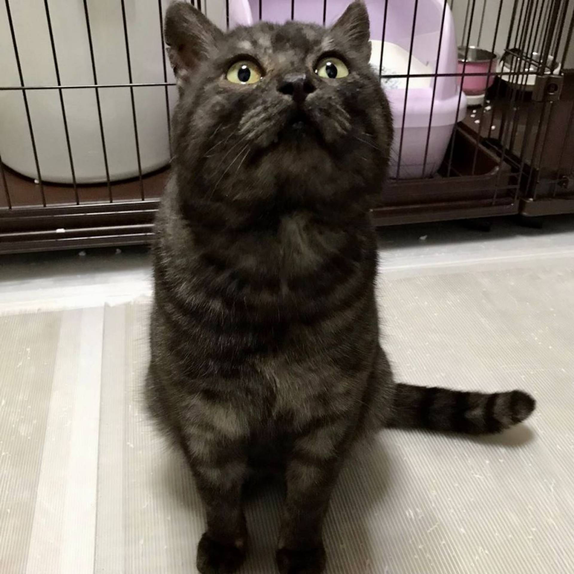 雑種（ミックス猫）・オスの里親募集の写真