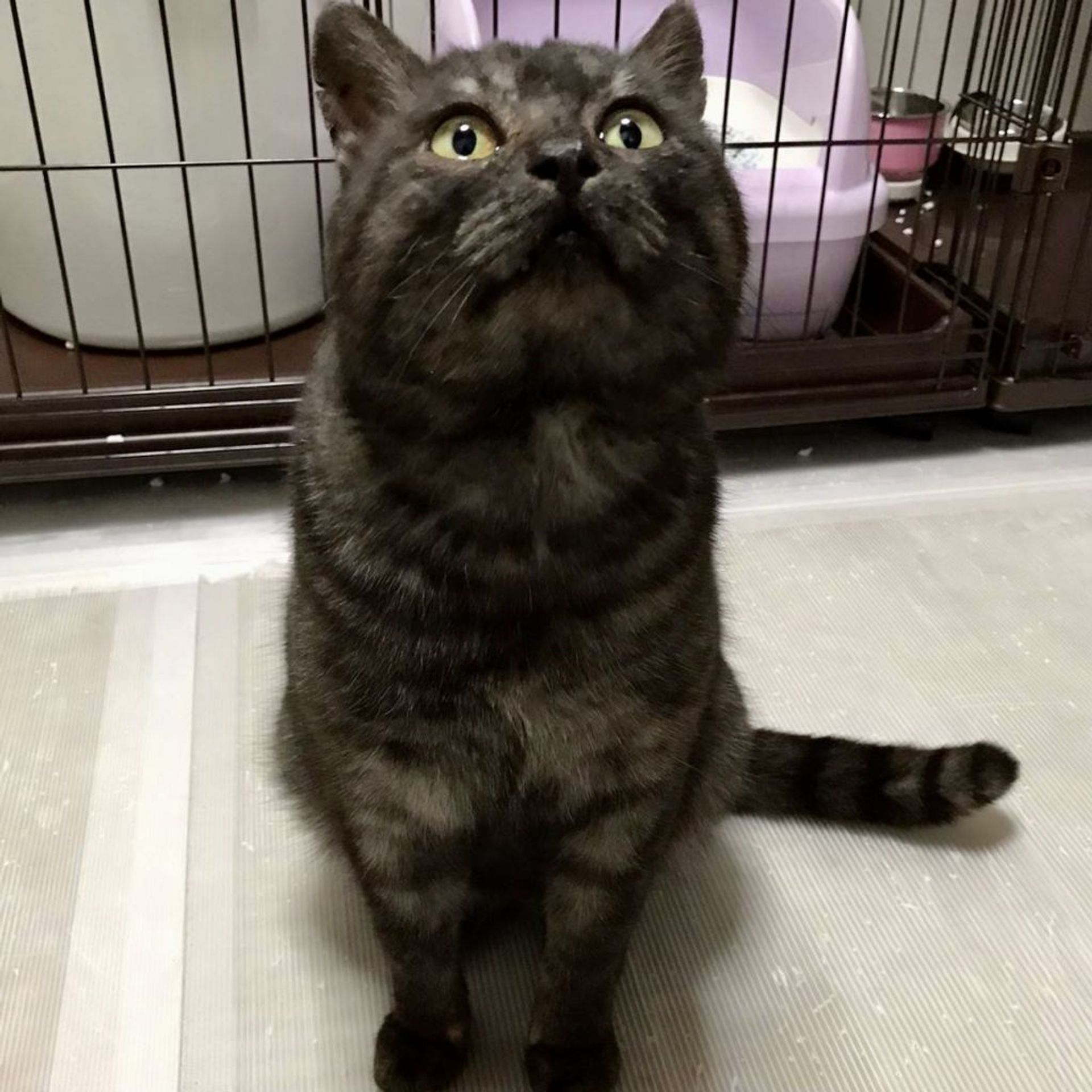 雑種（ミックス猫）・オスの里親募集の写真