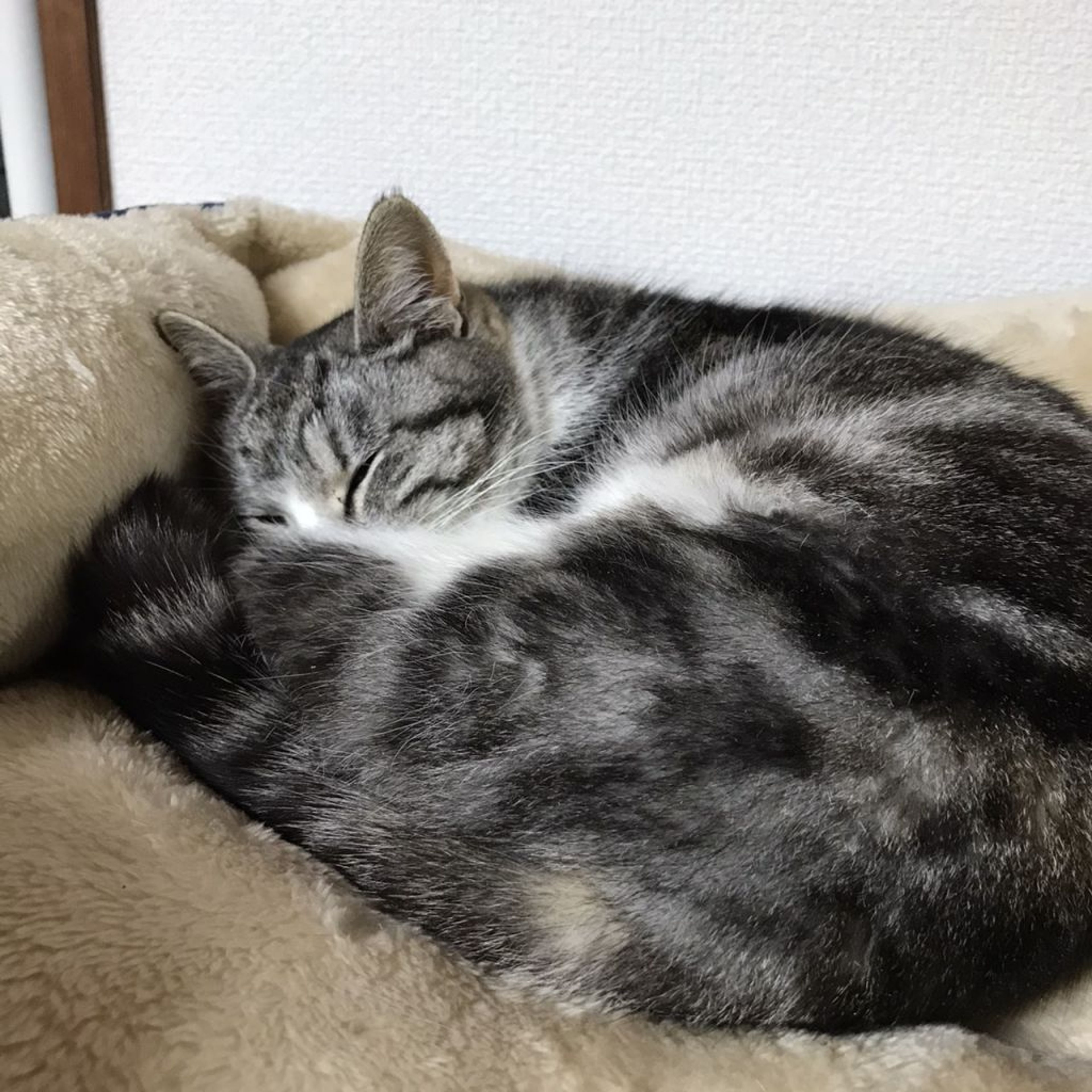 pet-image-7