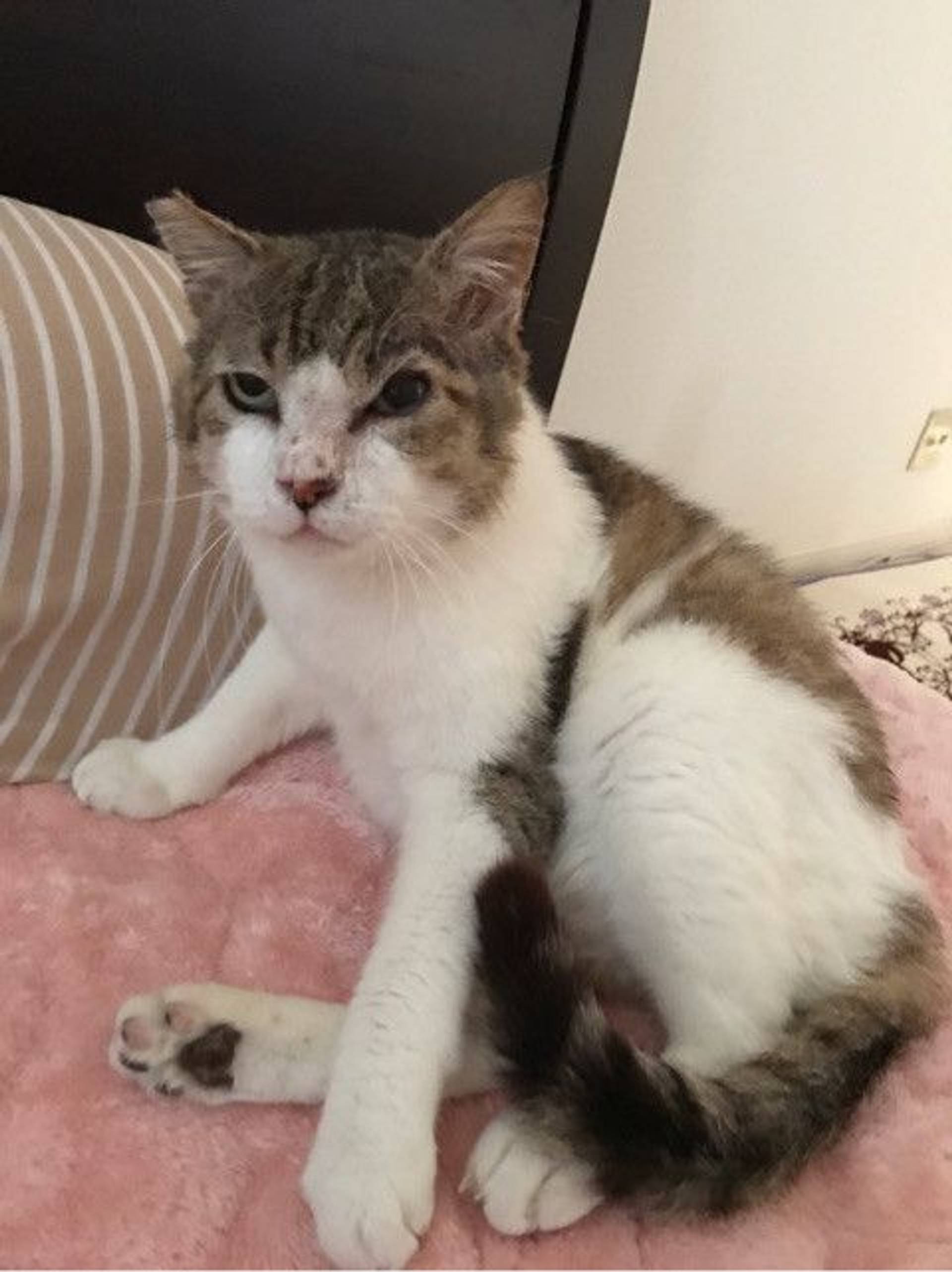 雑種（ミックス猫）・オスの里親募集の写真