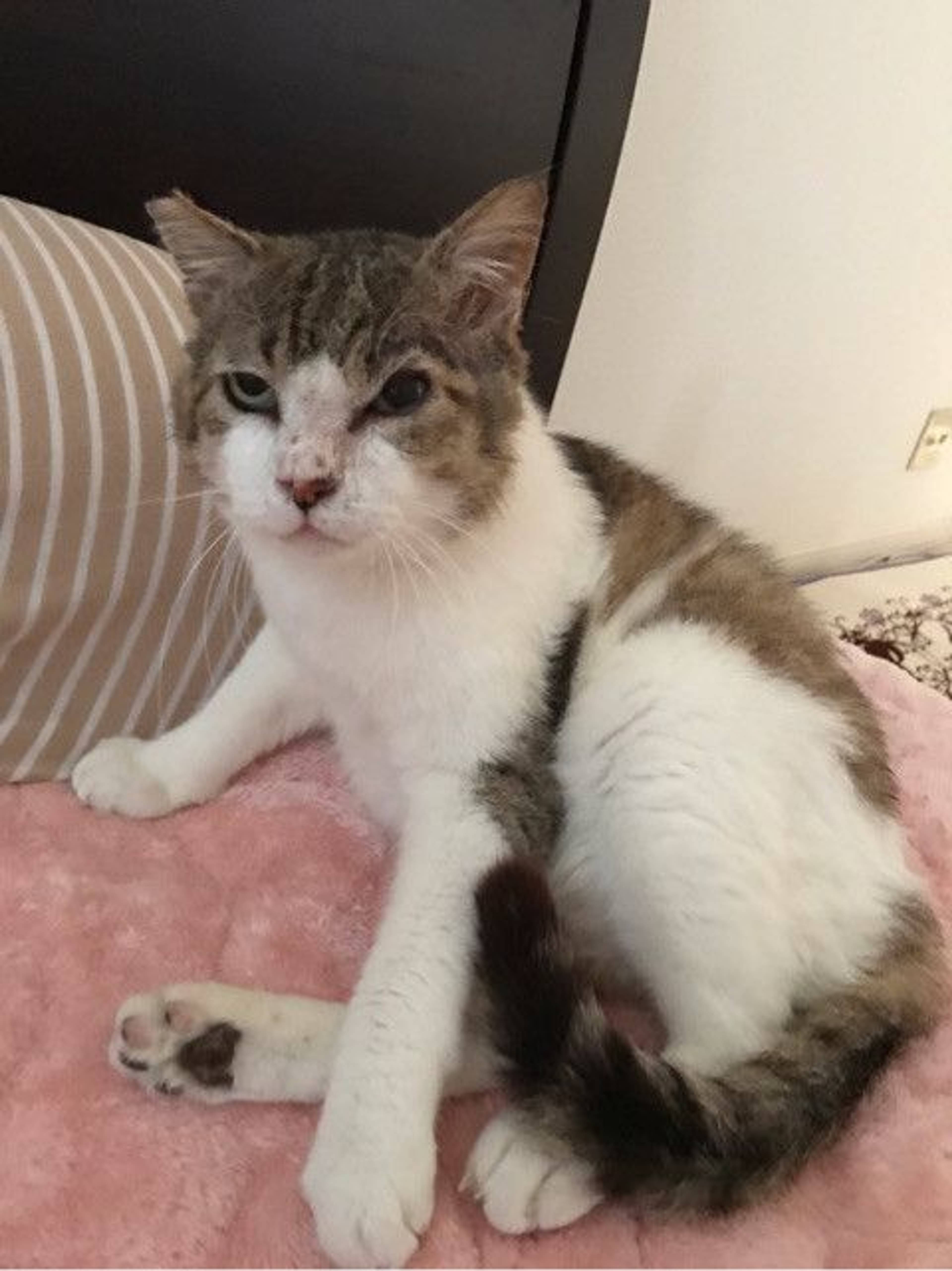 雑種（ミックス猫）・オスの里親募集の写真