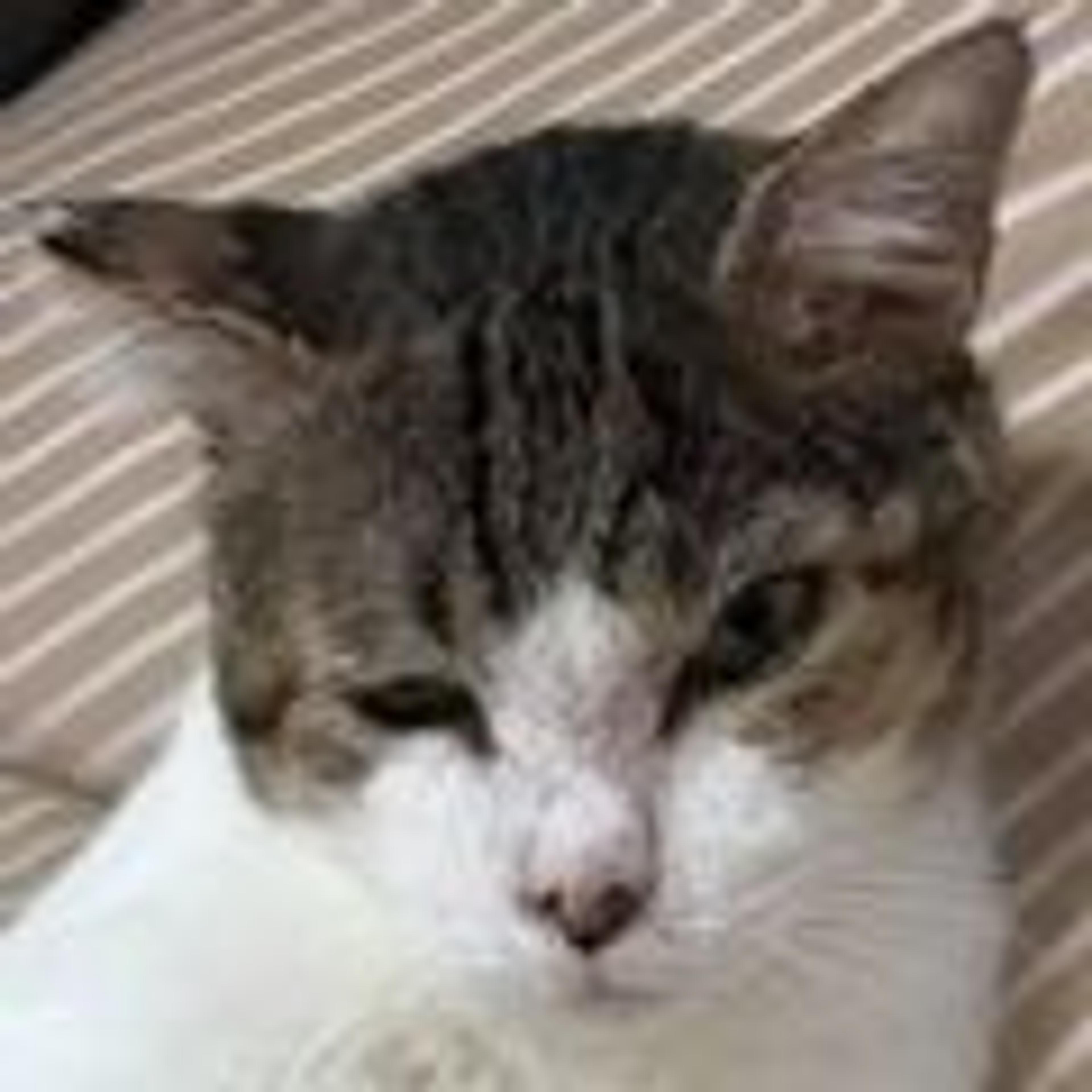 pet-image-3