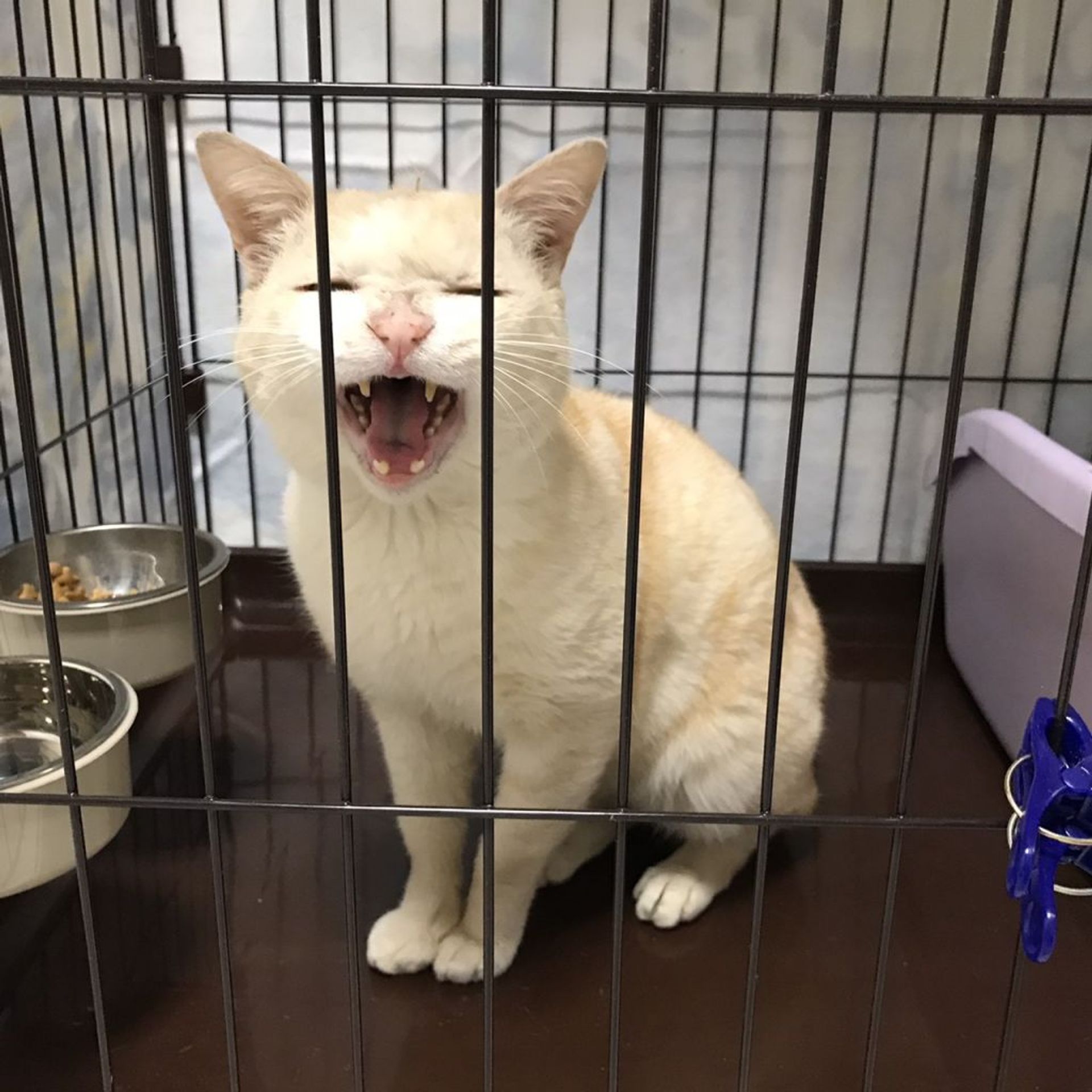 雑種（ミックス猫）・オスの里親募集の写真