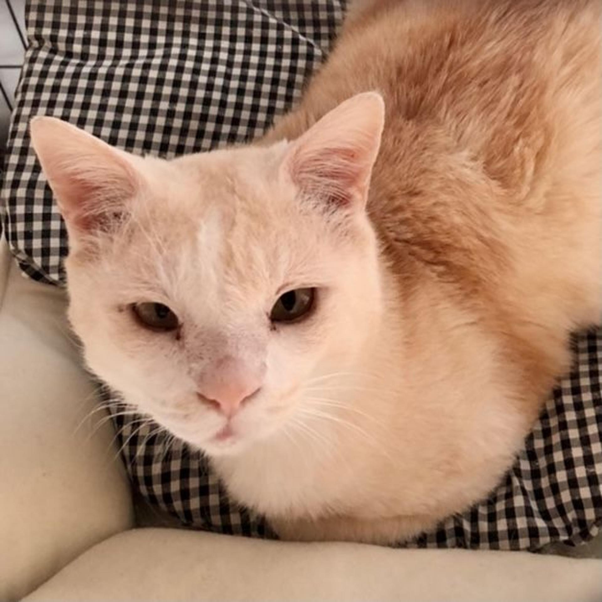 pet-image-2