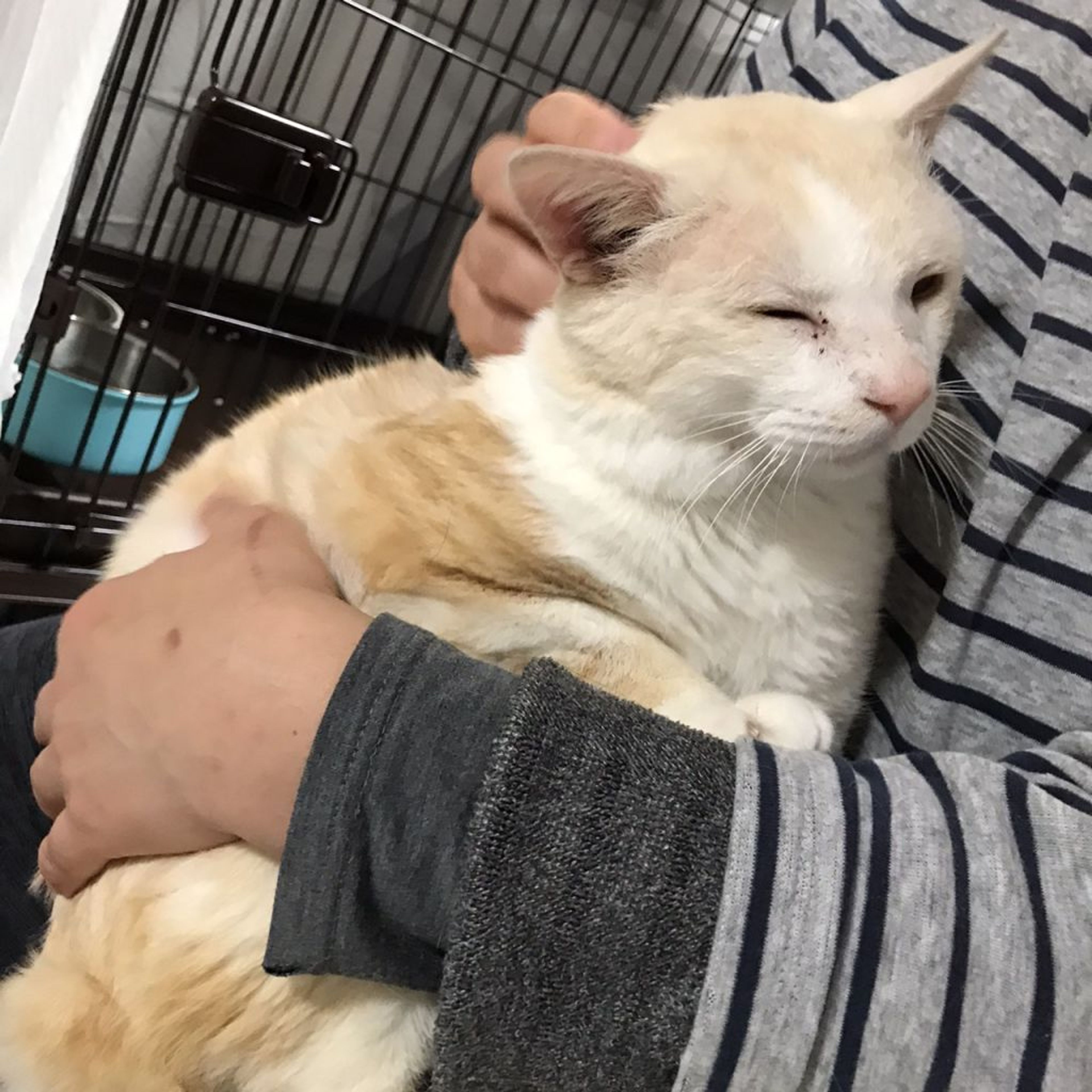 pet-image-4