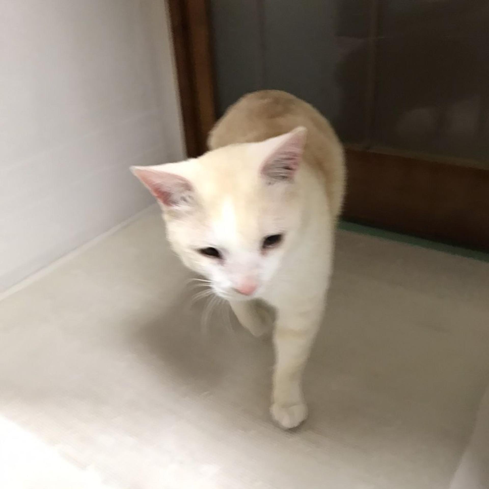 pet-image-5