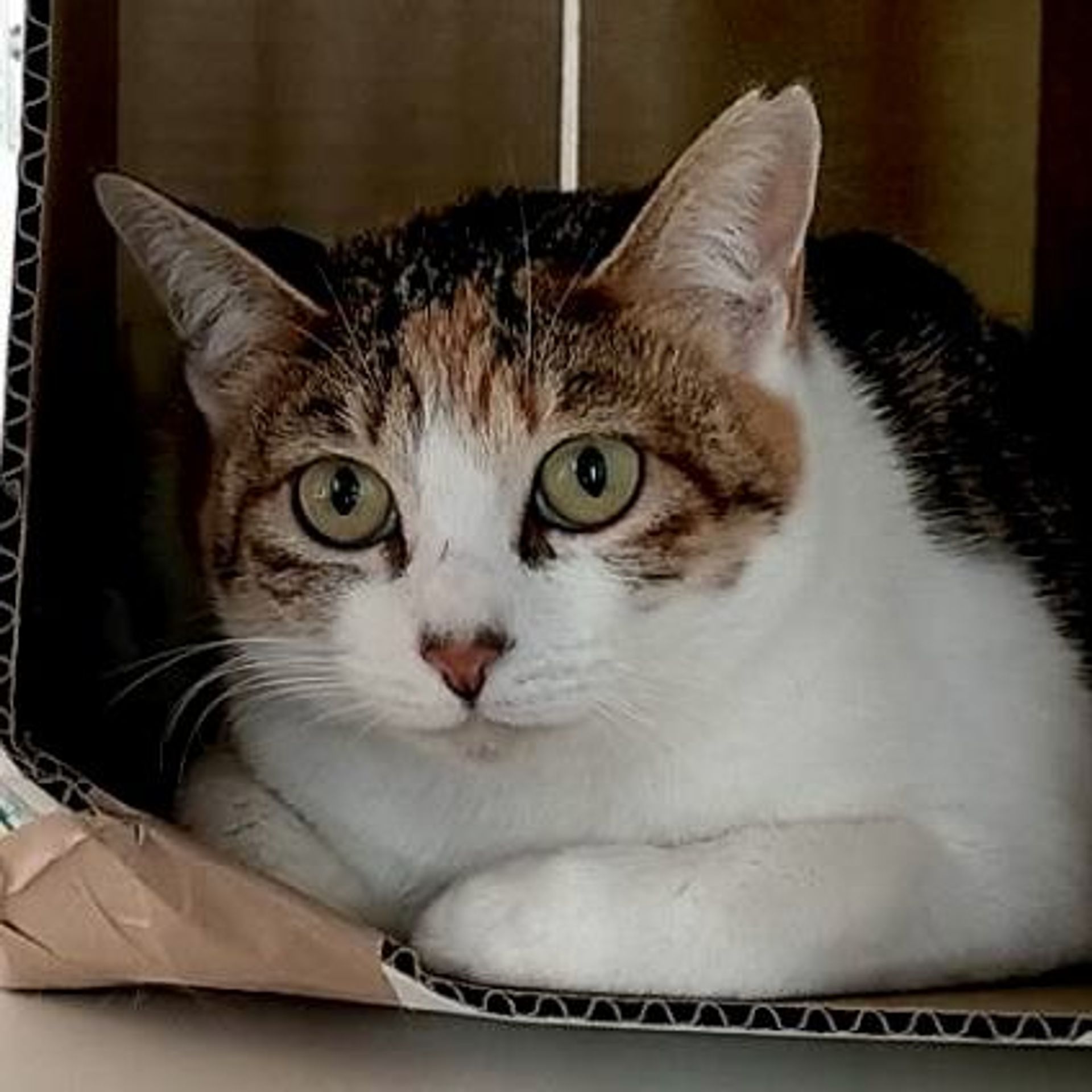 雑種（ミックス猫）・メスの里親募集の写真