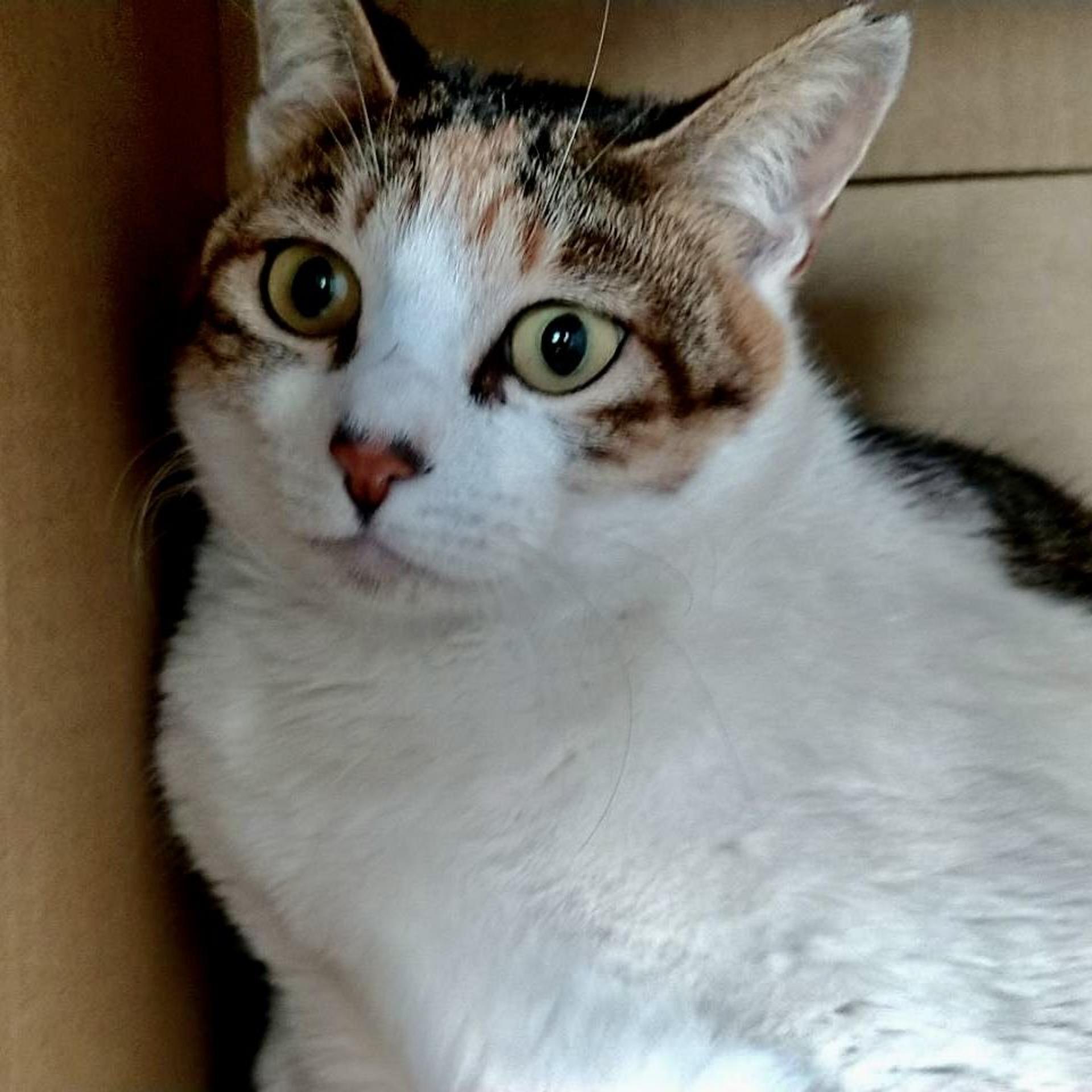 pet-image-2