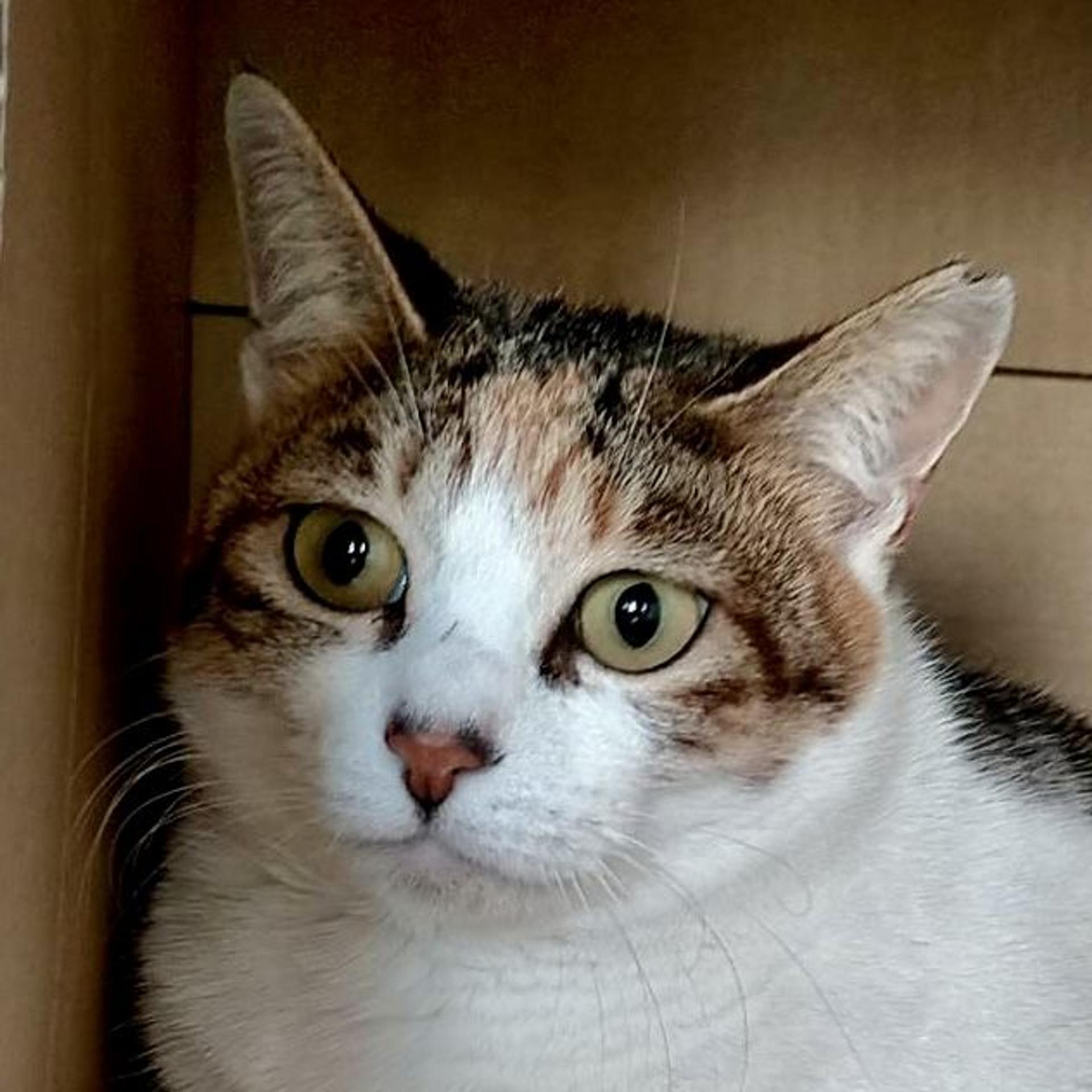 pet-image-3