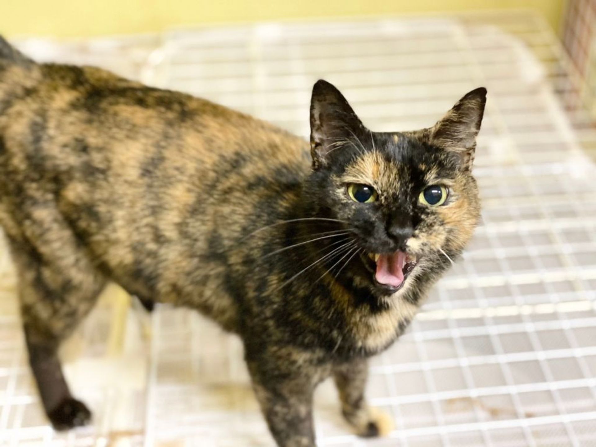雑種（ミックス猫）・メスの里親募集の写真