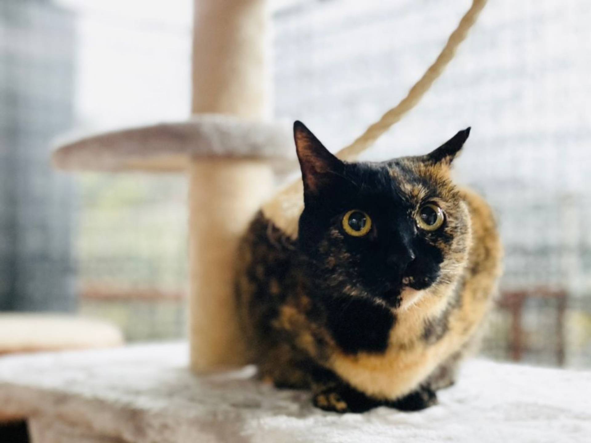 雑種（ミックス猫）・メスの里親募集の写真
