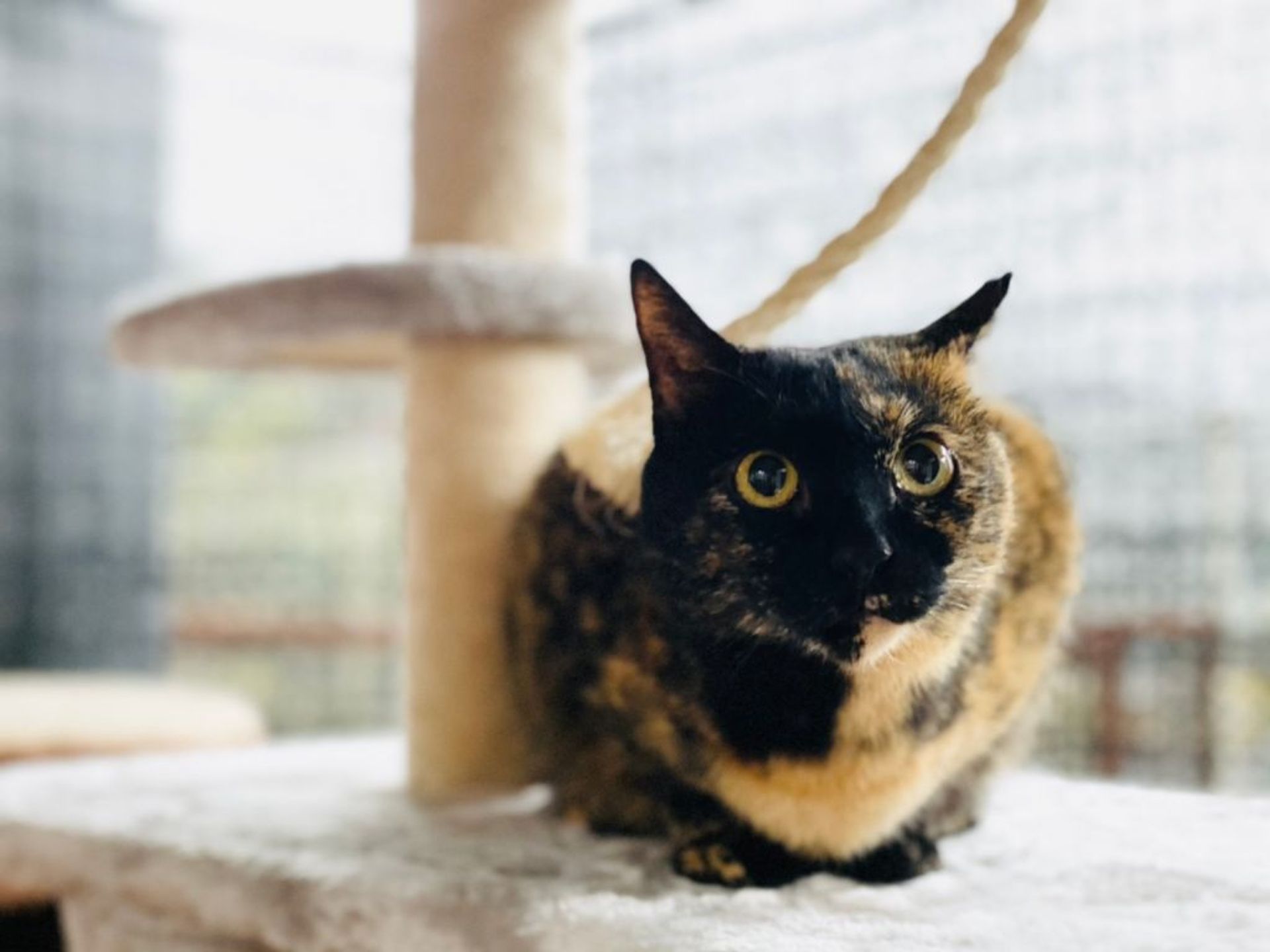 雑種（ミックス猫）・メスの里親募集の写真