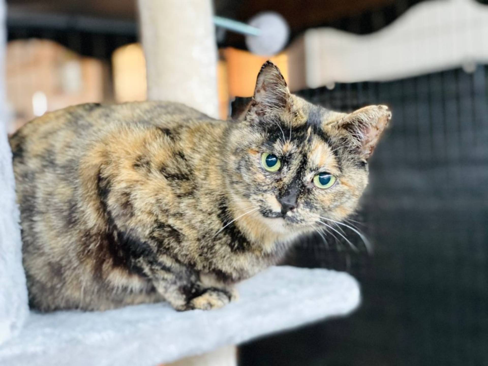 雑種（ミックス猫）・メスの里親募集の写真