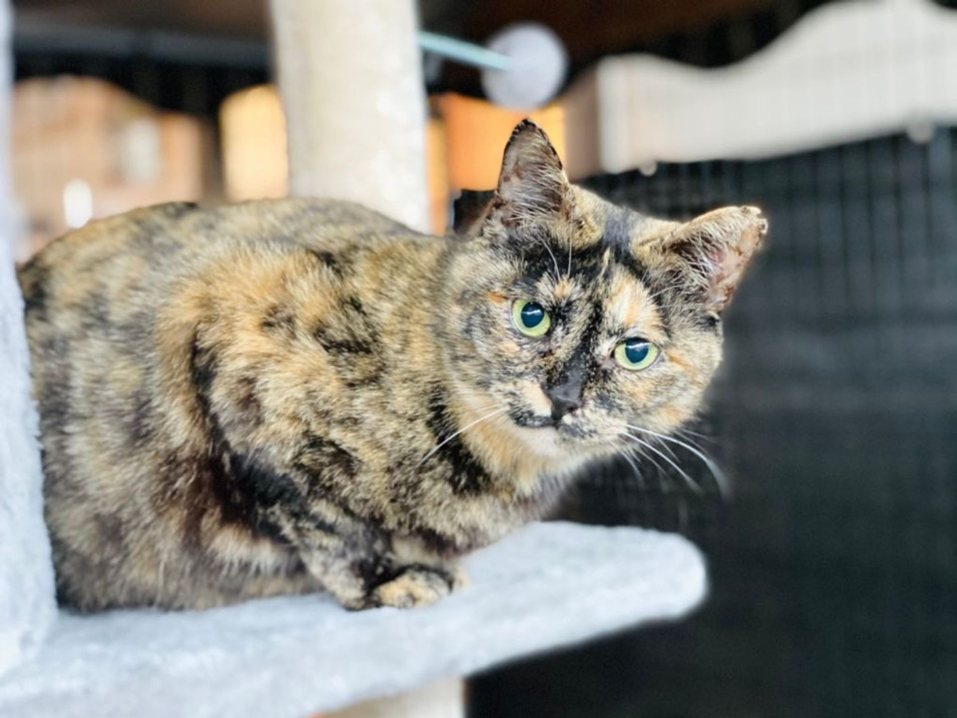 雑種（ミックス猫）・メスの里親募集の写真