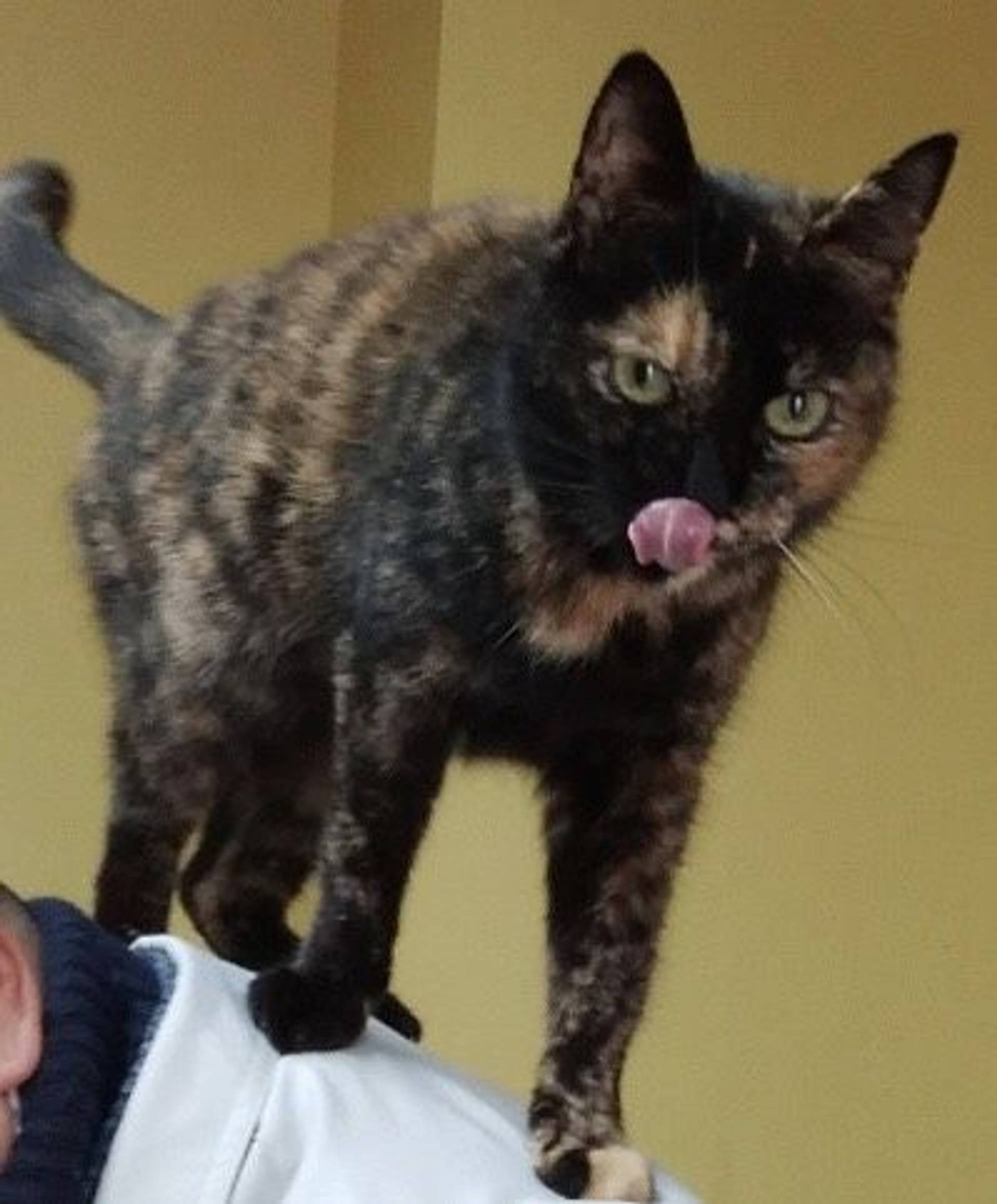 雑種（ミックス猫）・メスの里親募集の写真