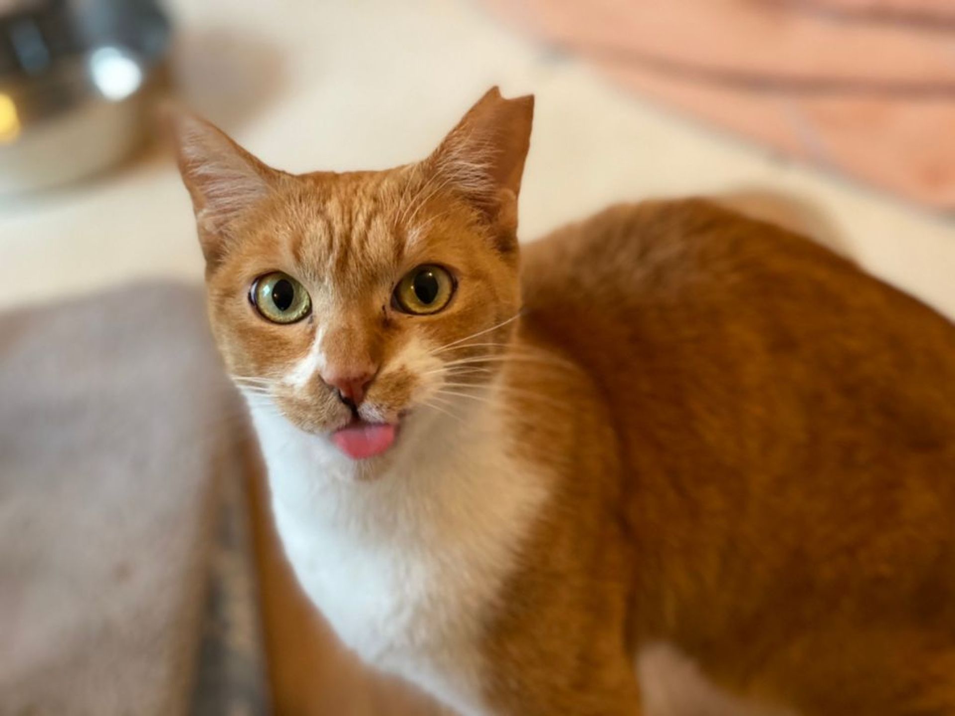 雑種（ミックス猫）・メスの里親募集の写真