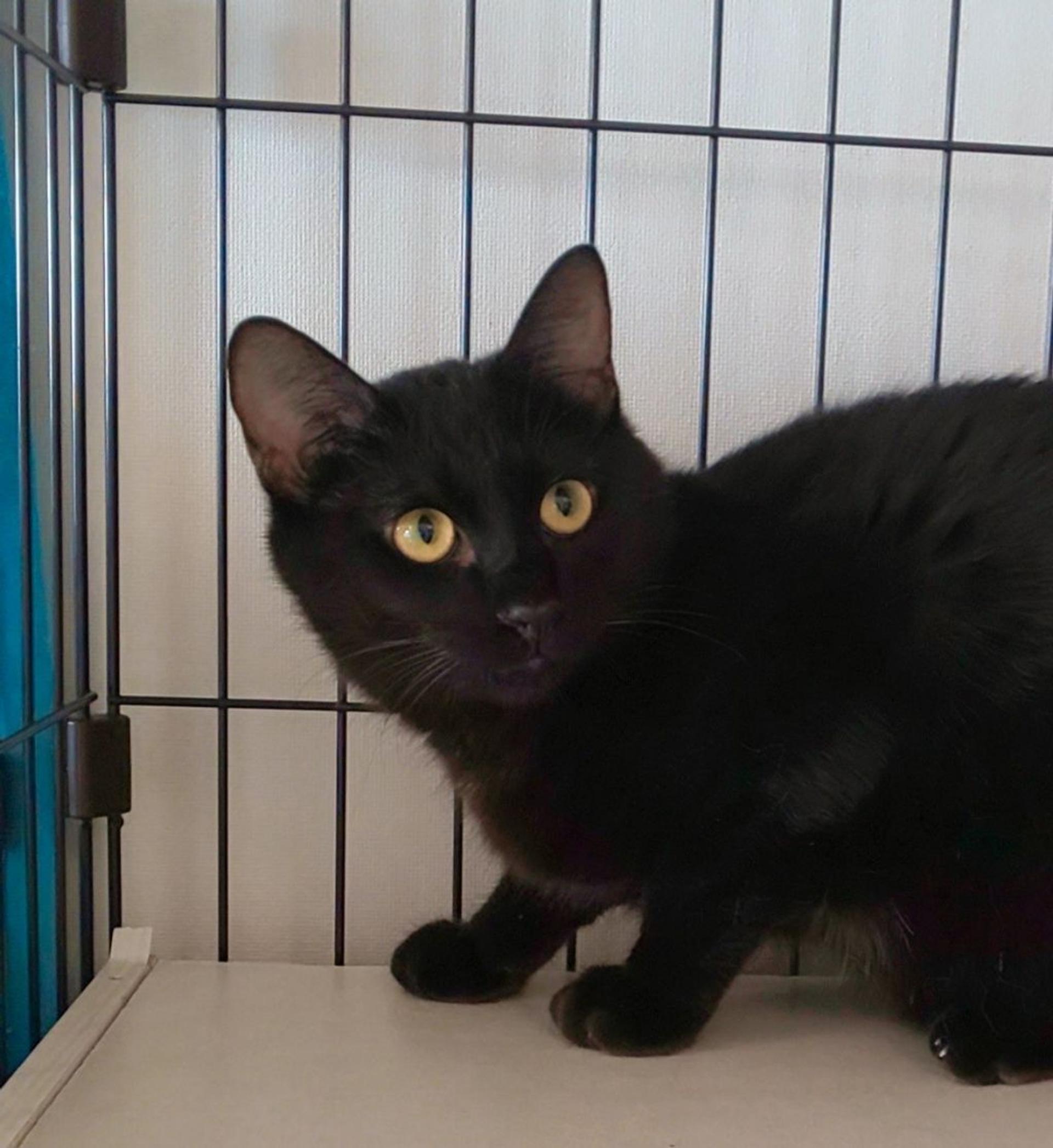pet-image-2
