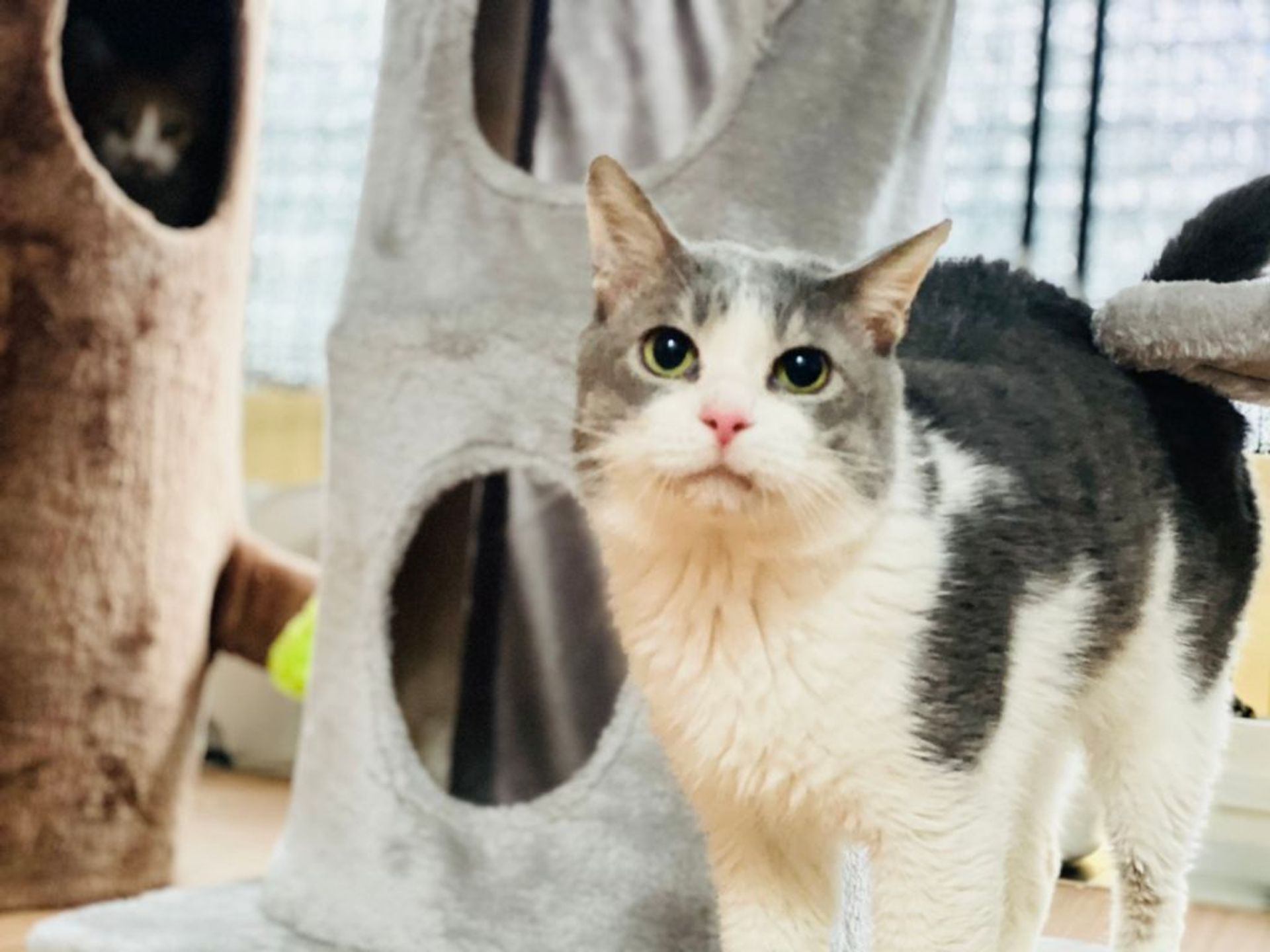 雑種（ミックス猫）・オスの里親募集の写真