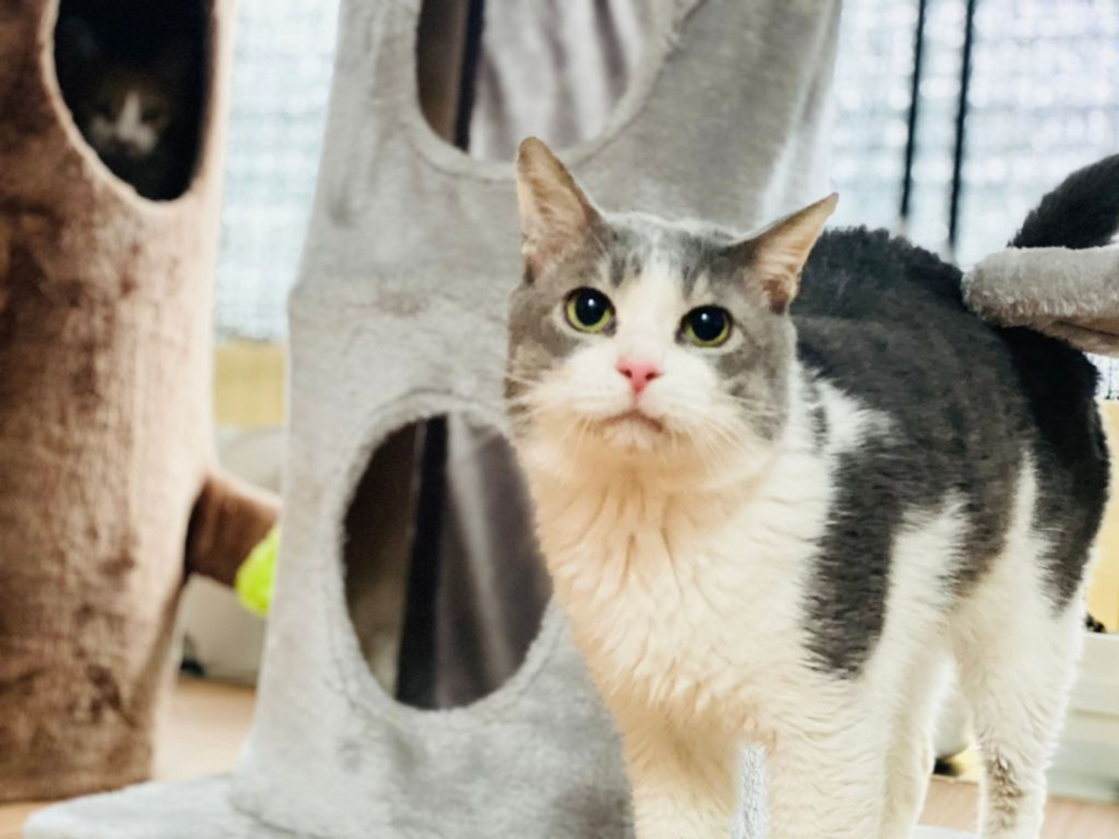 雑種（ミックス猫）・オスの里親募集の写真