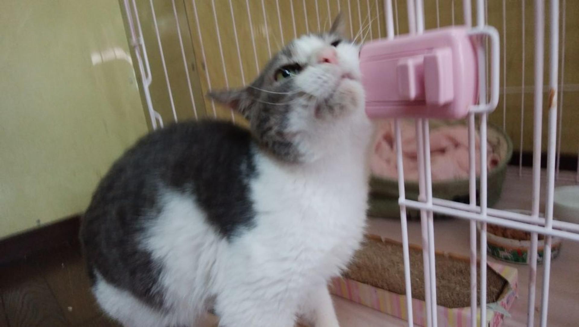pet-image-2