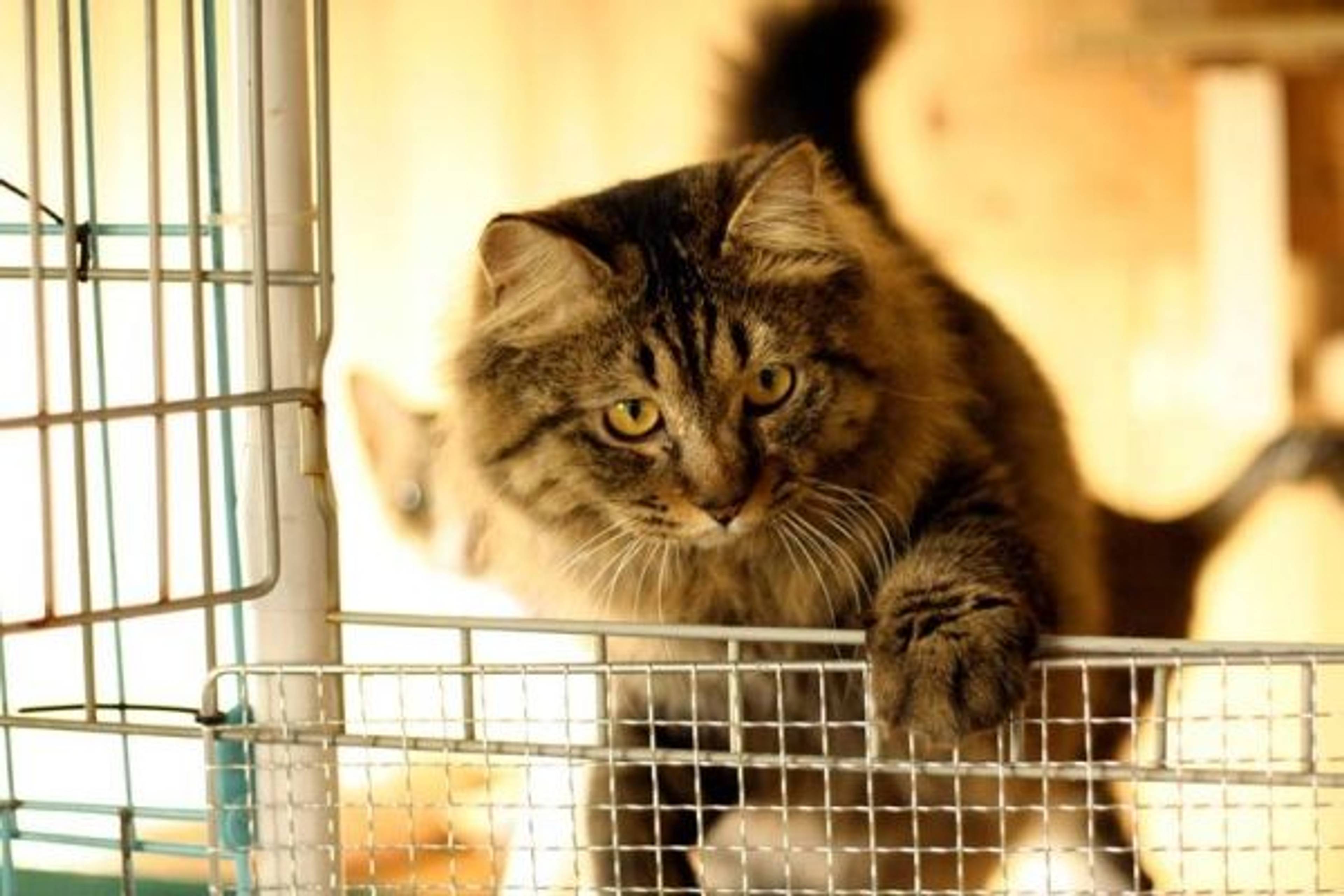 雑種（ミックス猫）・オスの里親募集の写真