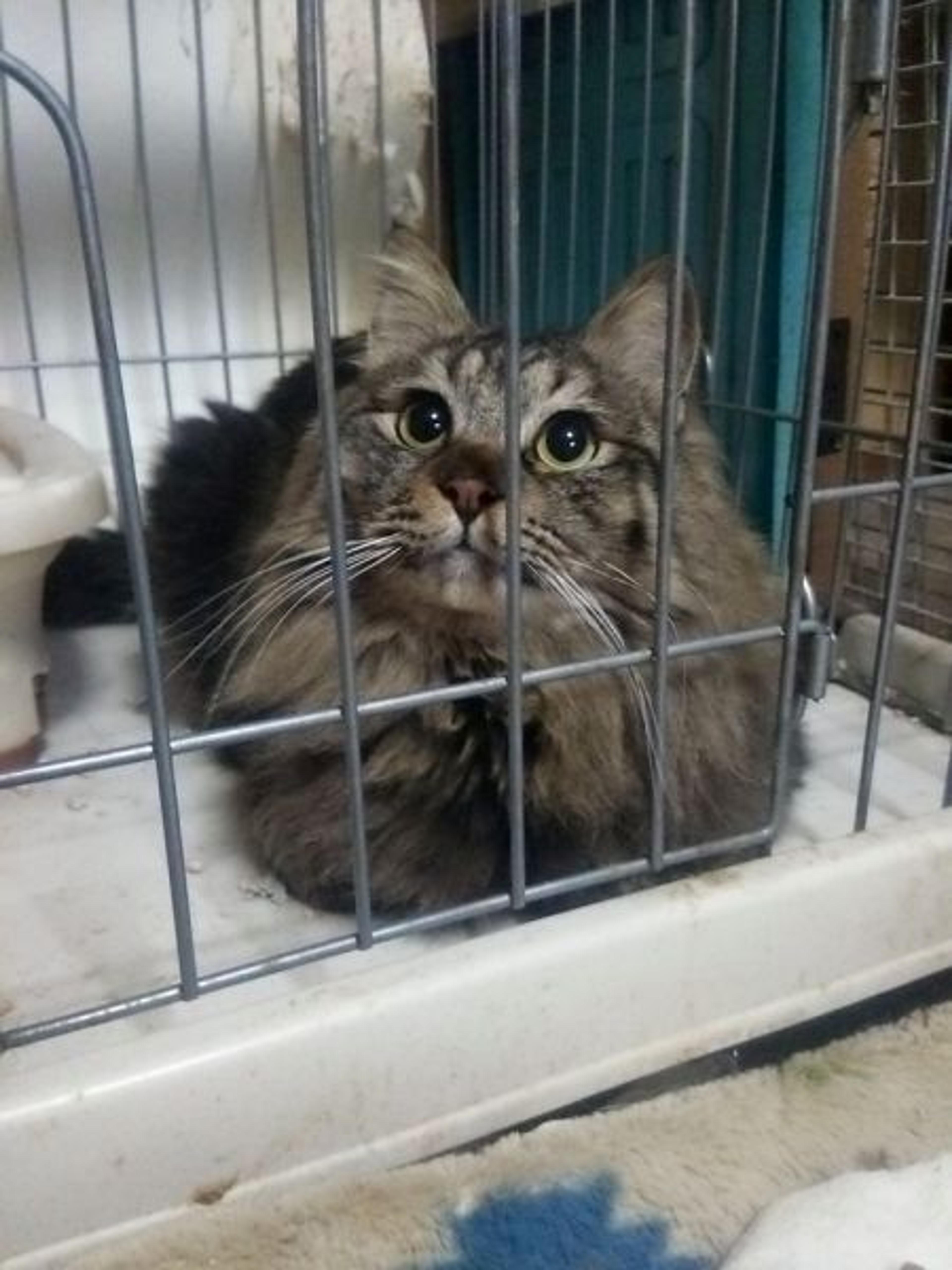 pet-image-2