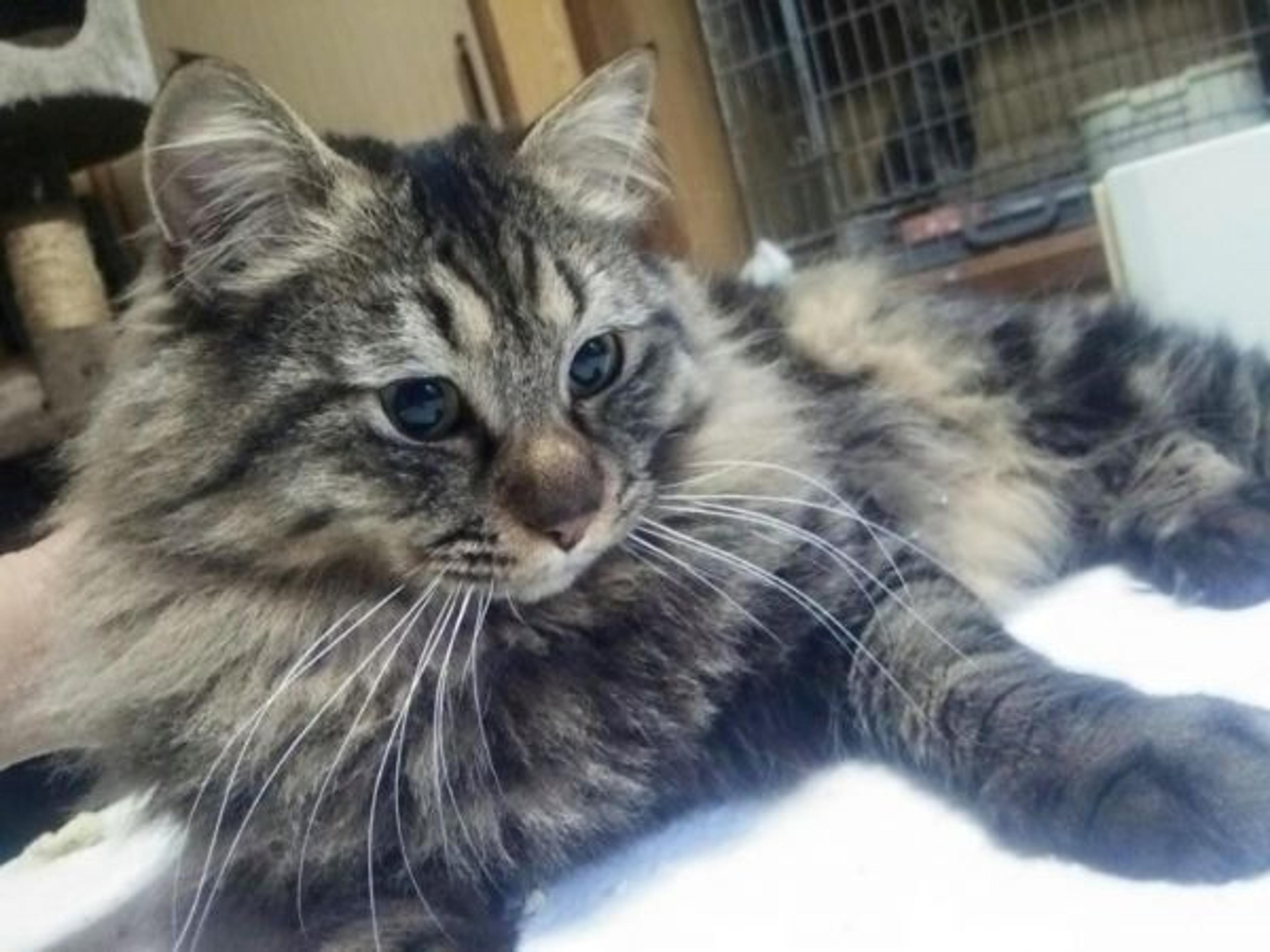 pet-image-3