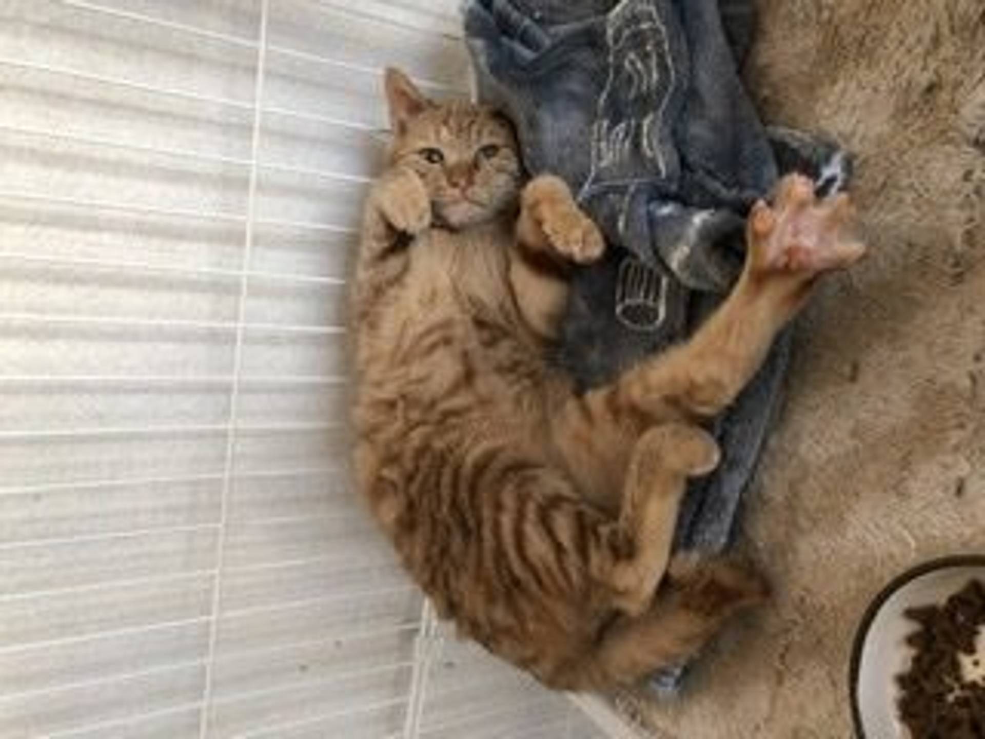 雑種（ミックス猫）・メスの里親募集の写真