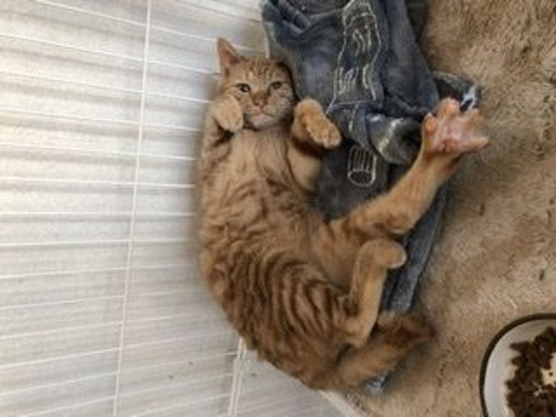 雑種（ミックス猫）・メスの里親募集の写真