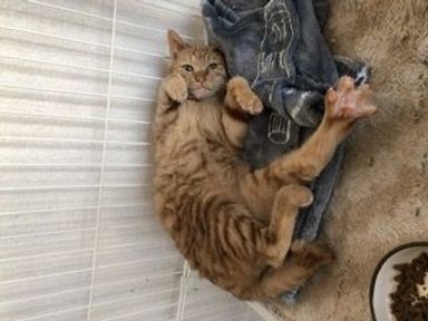 コロンの写真