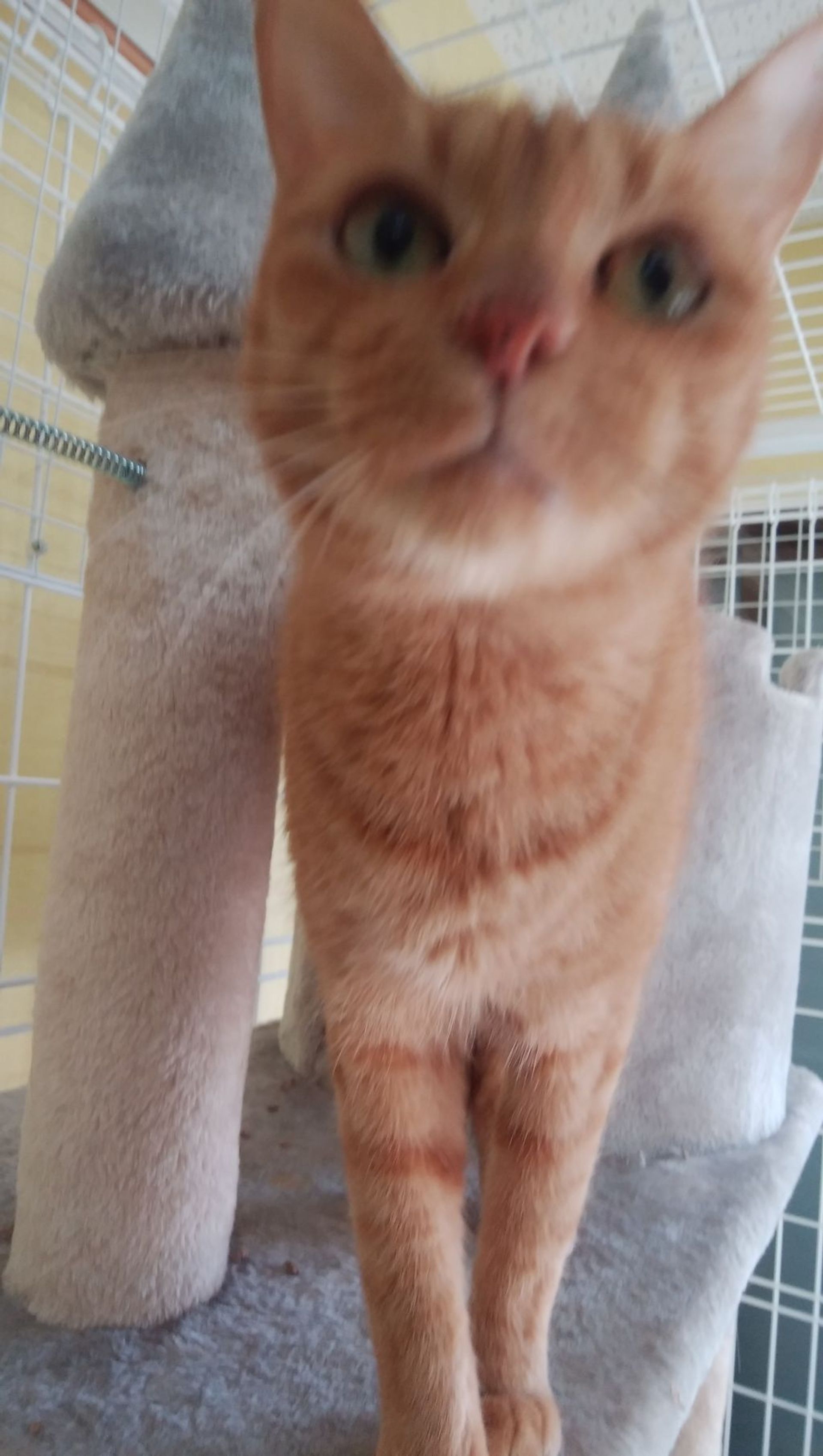 雑種（ミックス猫）・メスの里親募集の写真