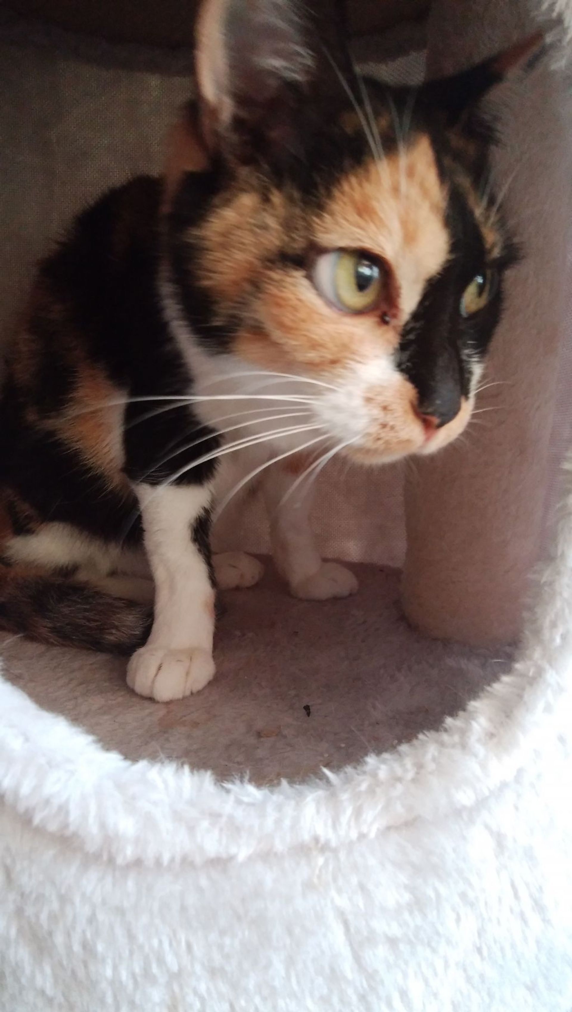 雑種（ミックス猫）・メスの里親募集の写真