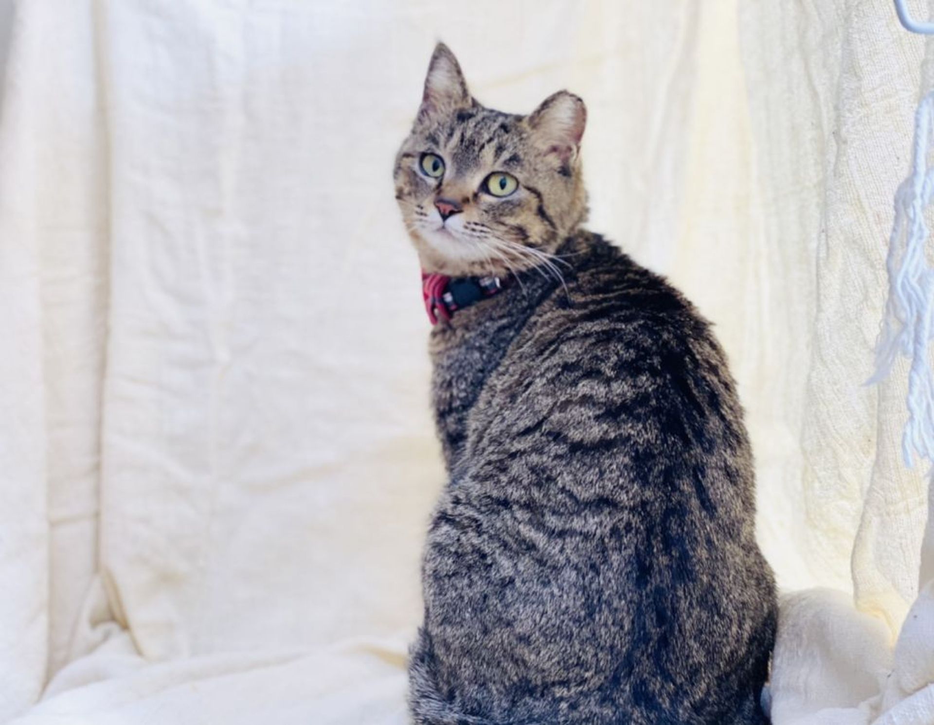 雑種（ミックス猫）・メスの里親募集の写真