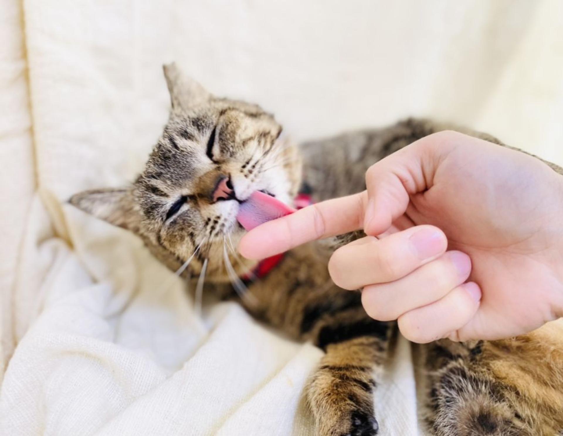 pet-image-5