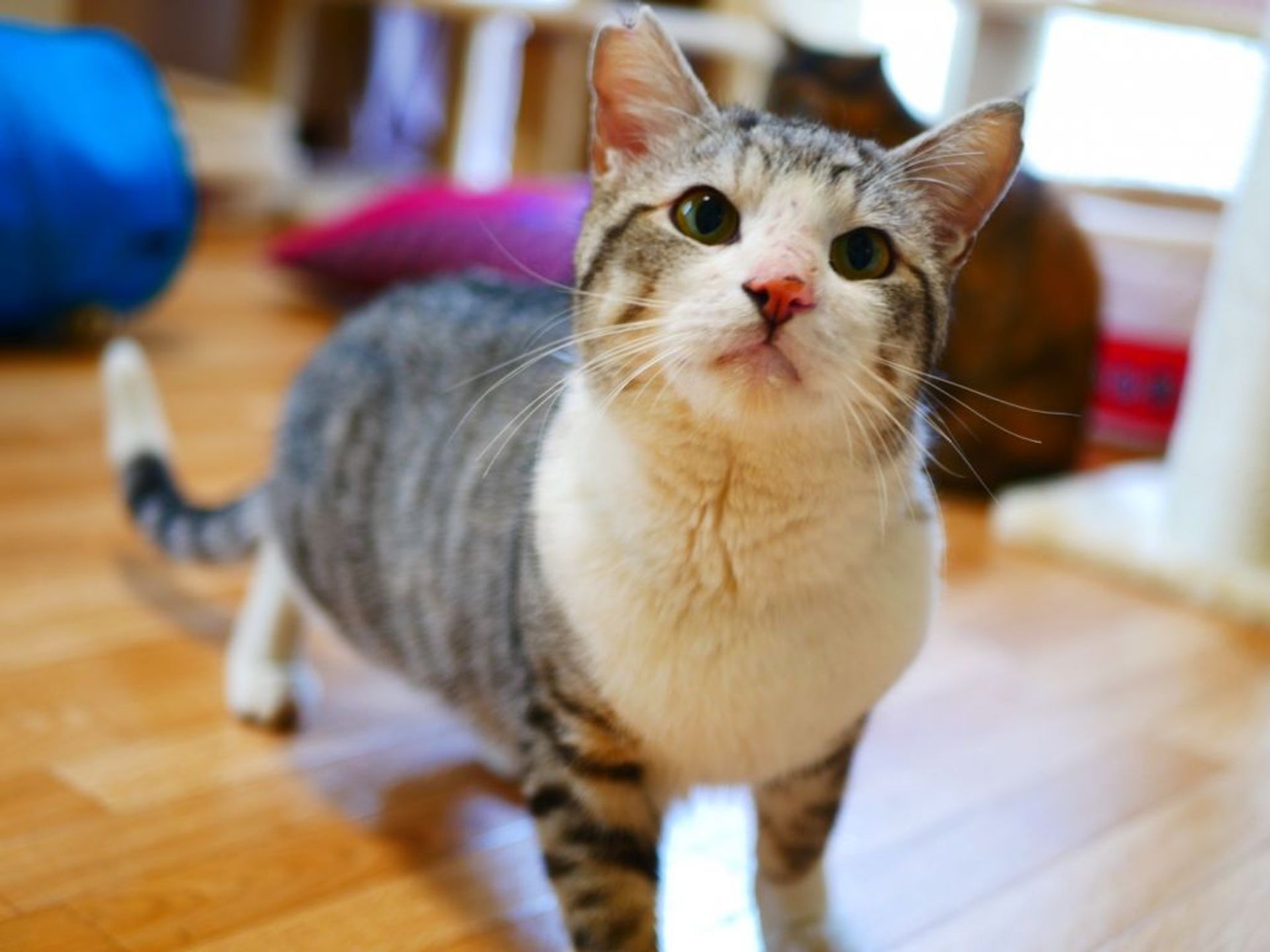 雑種（ミックス猫）・オスの里親募集の写真