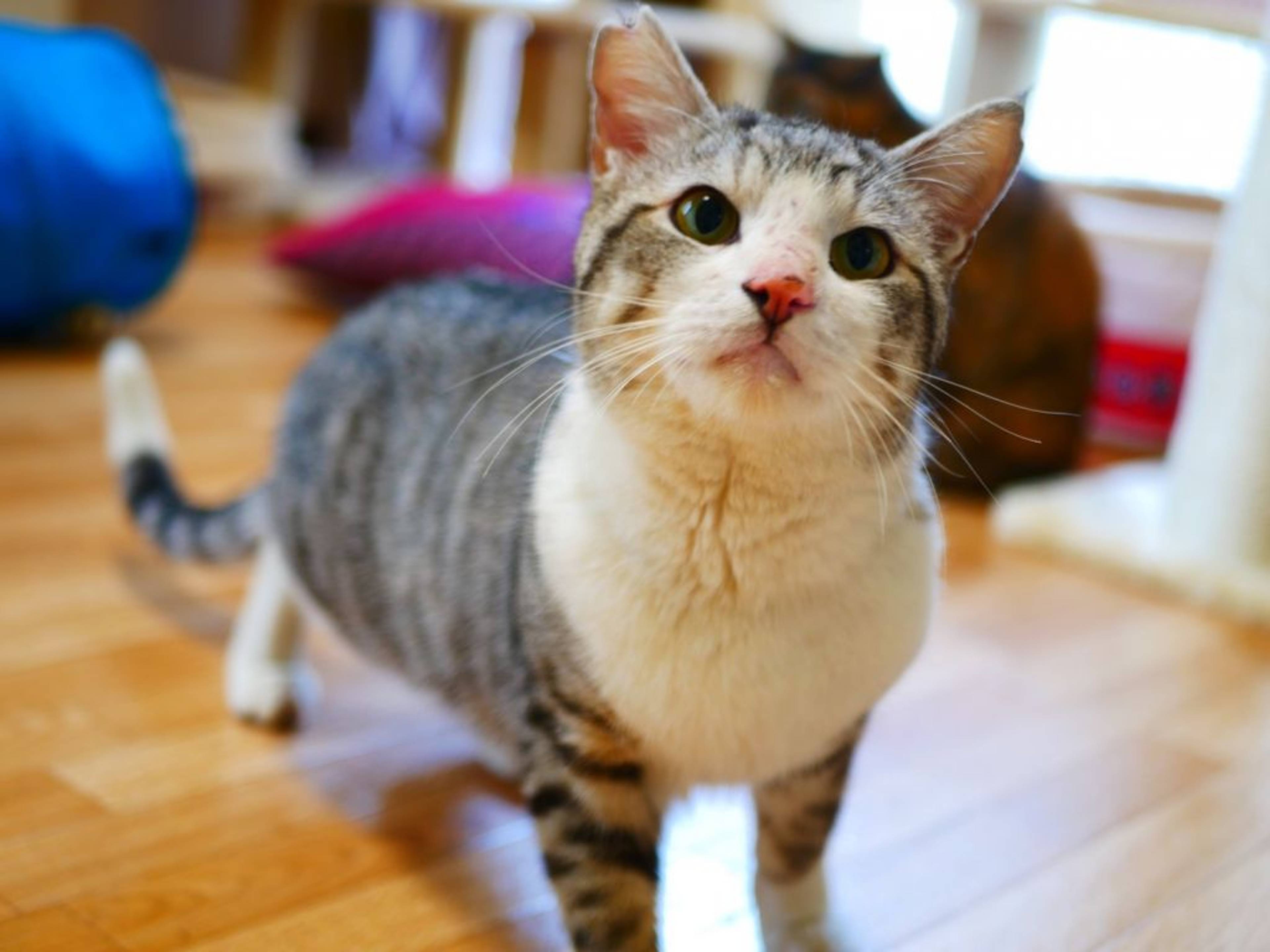 雑種（ミックス猫）・オスの里親募集の写真