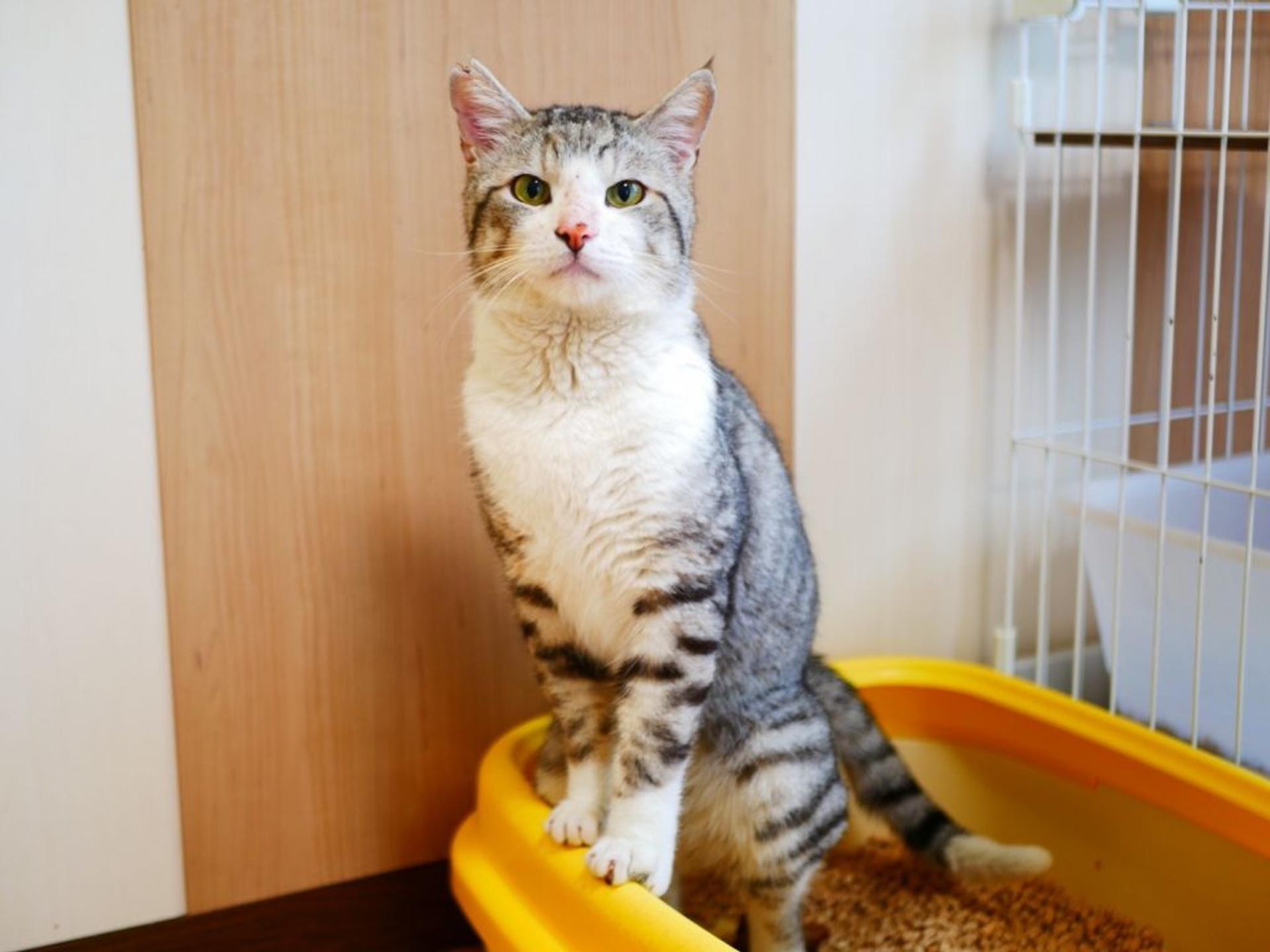 pet-image-2