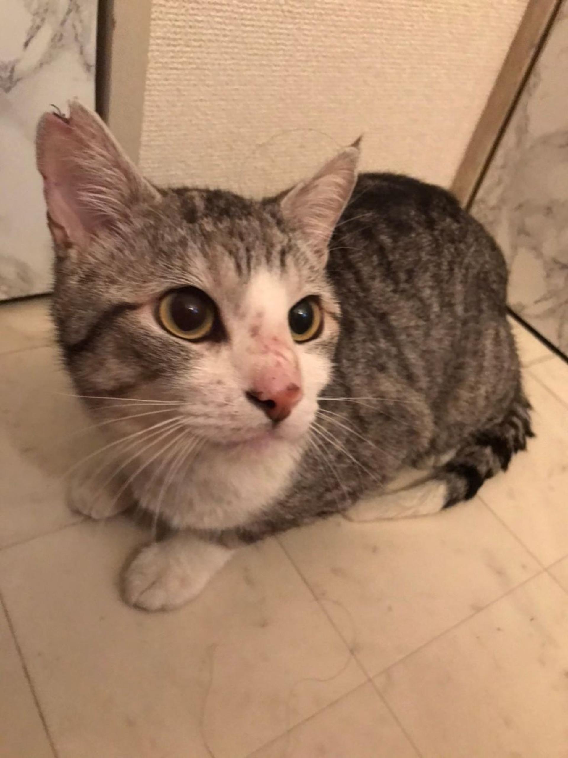 pet-image-6