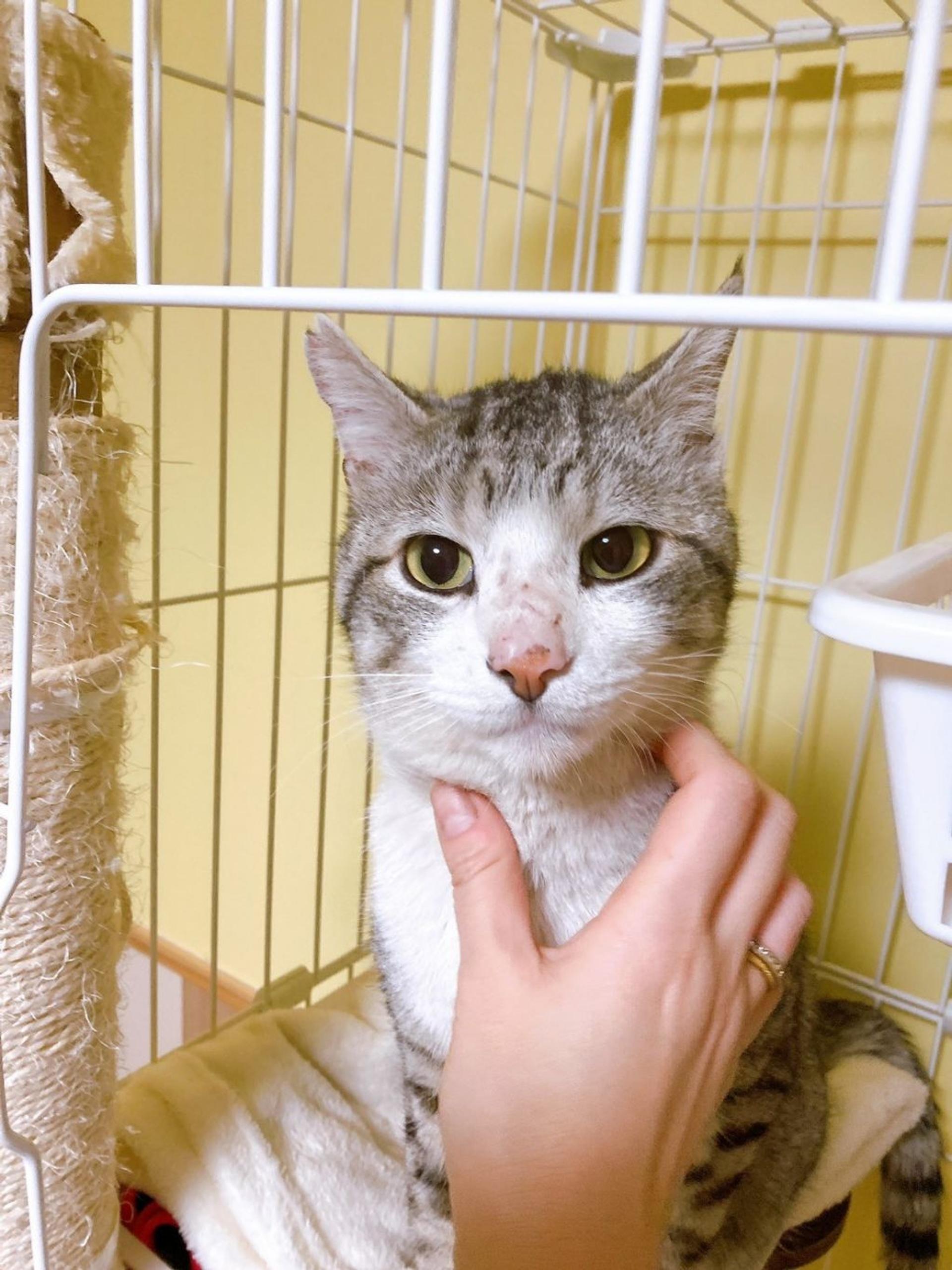 pet-image-9