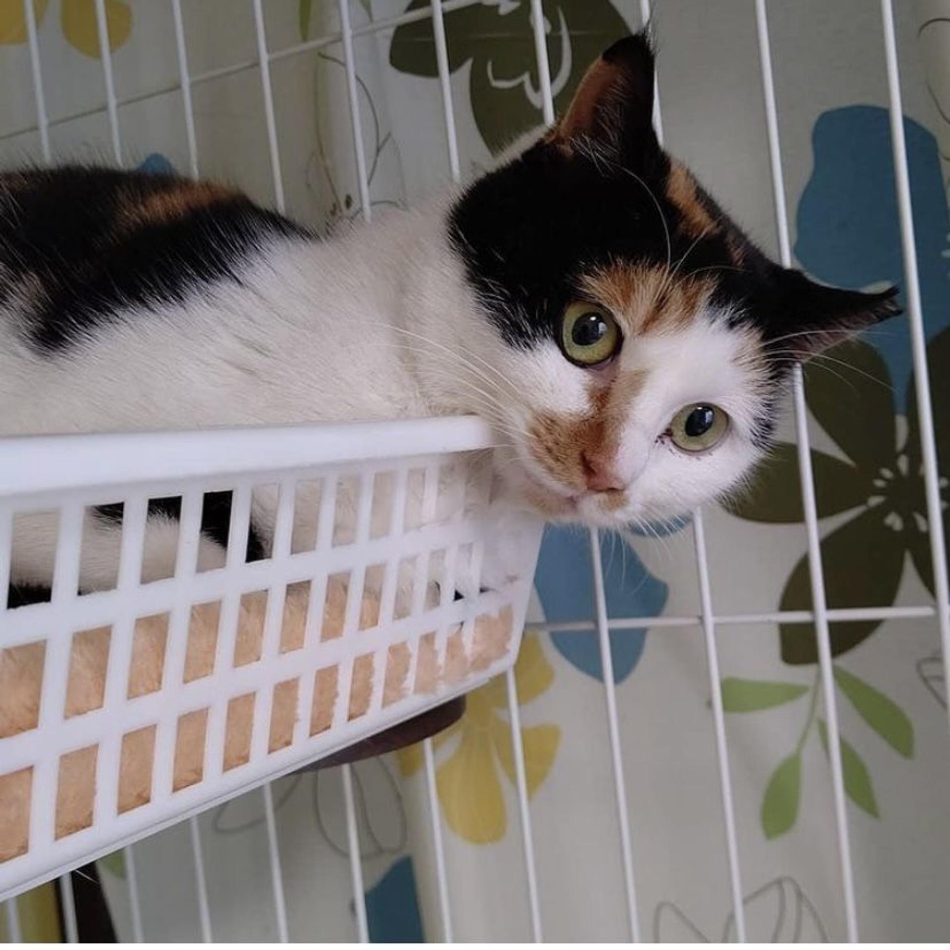 pet-image-4