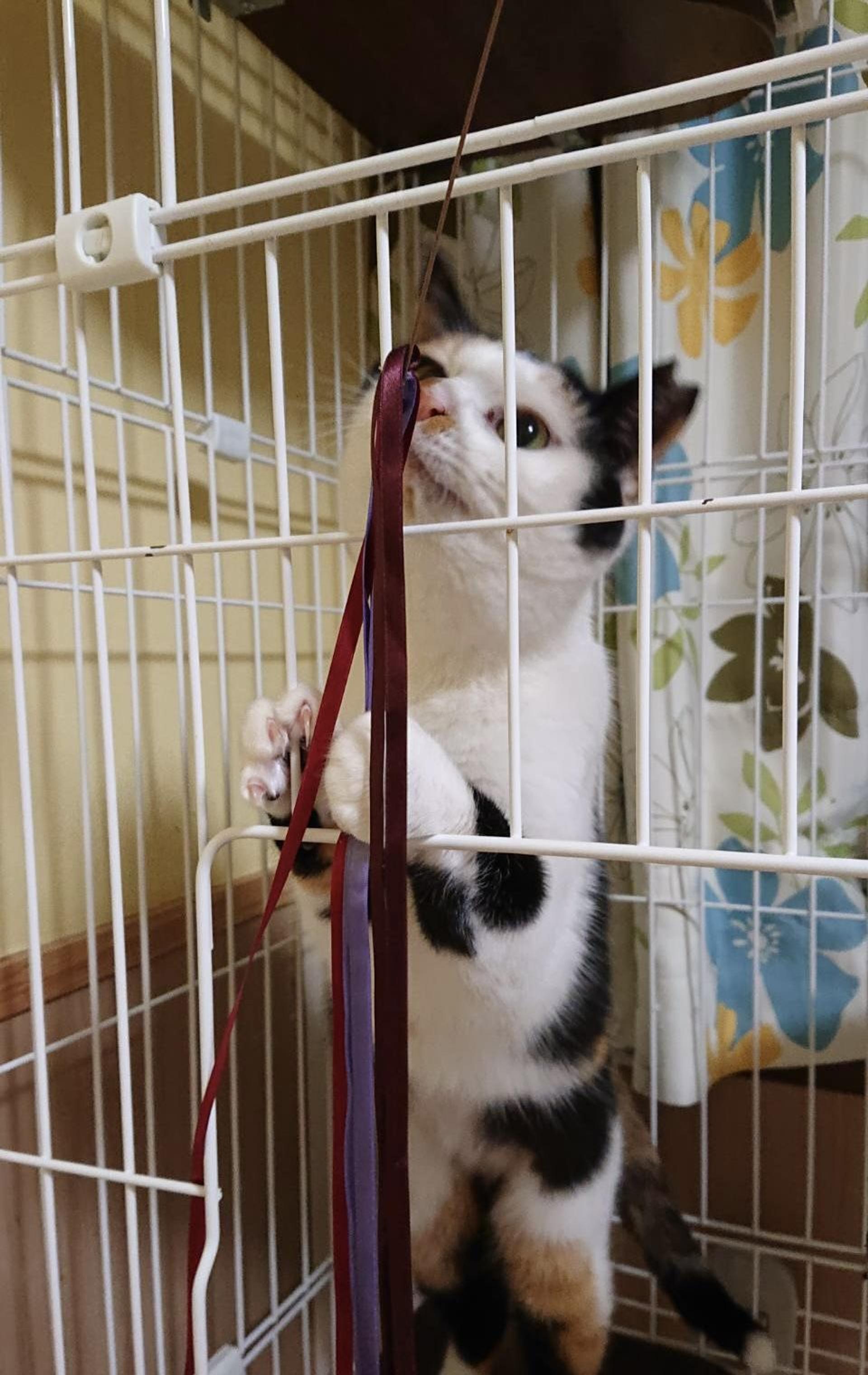pet-image-2