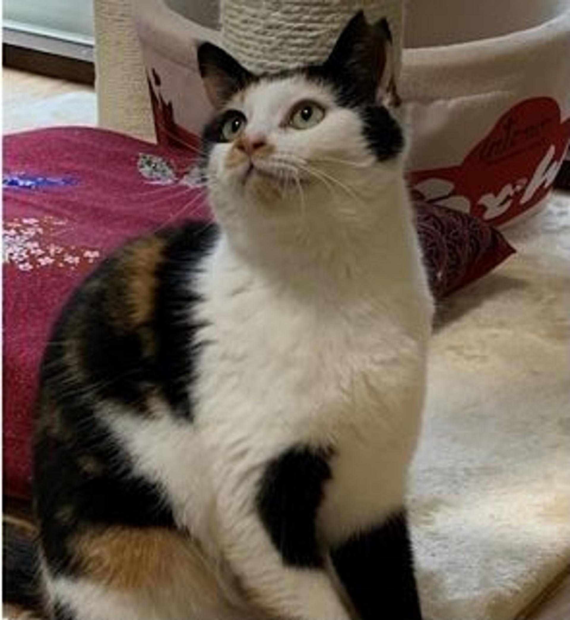 pet-image-3