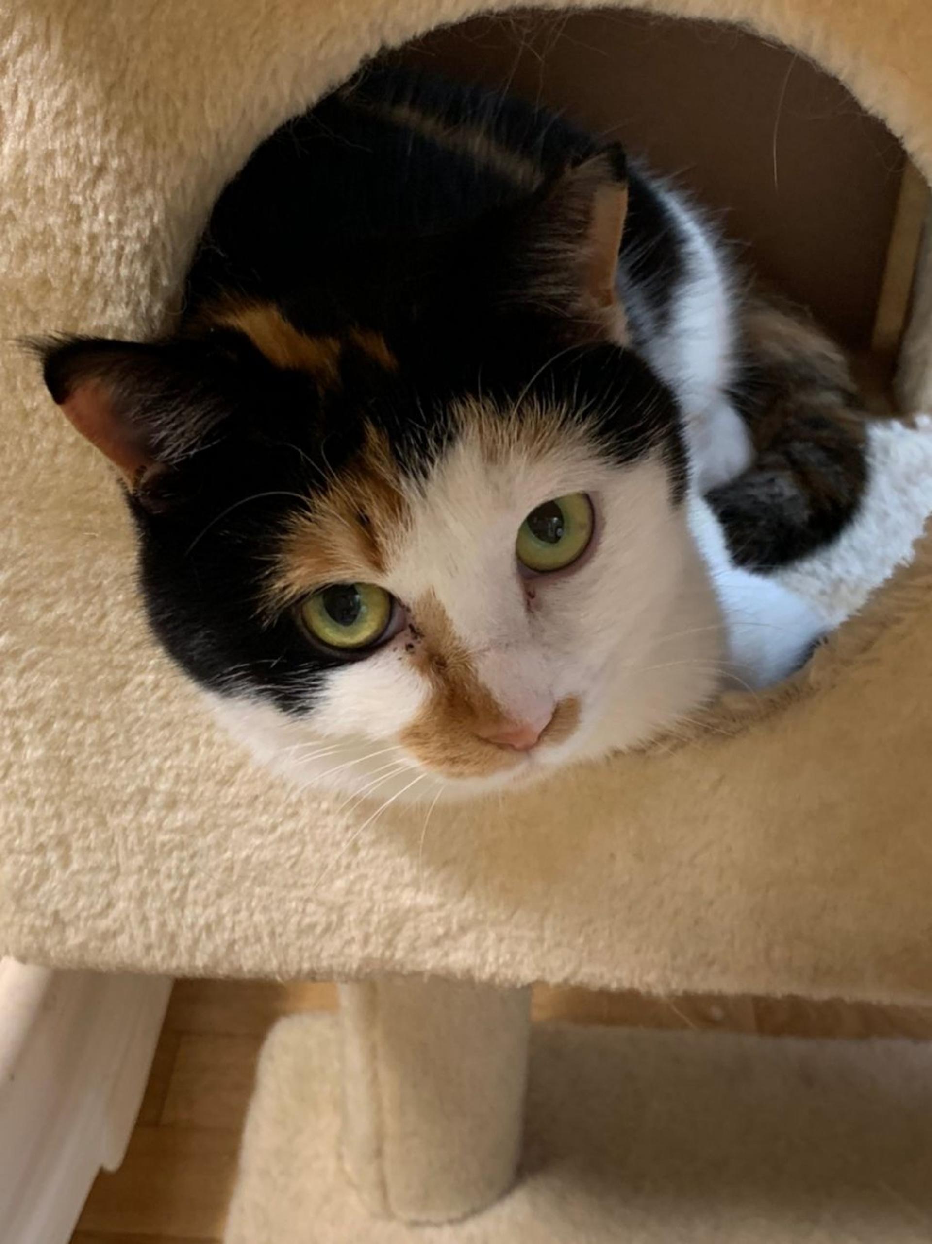 pet-image-8