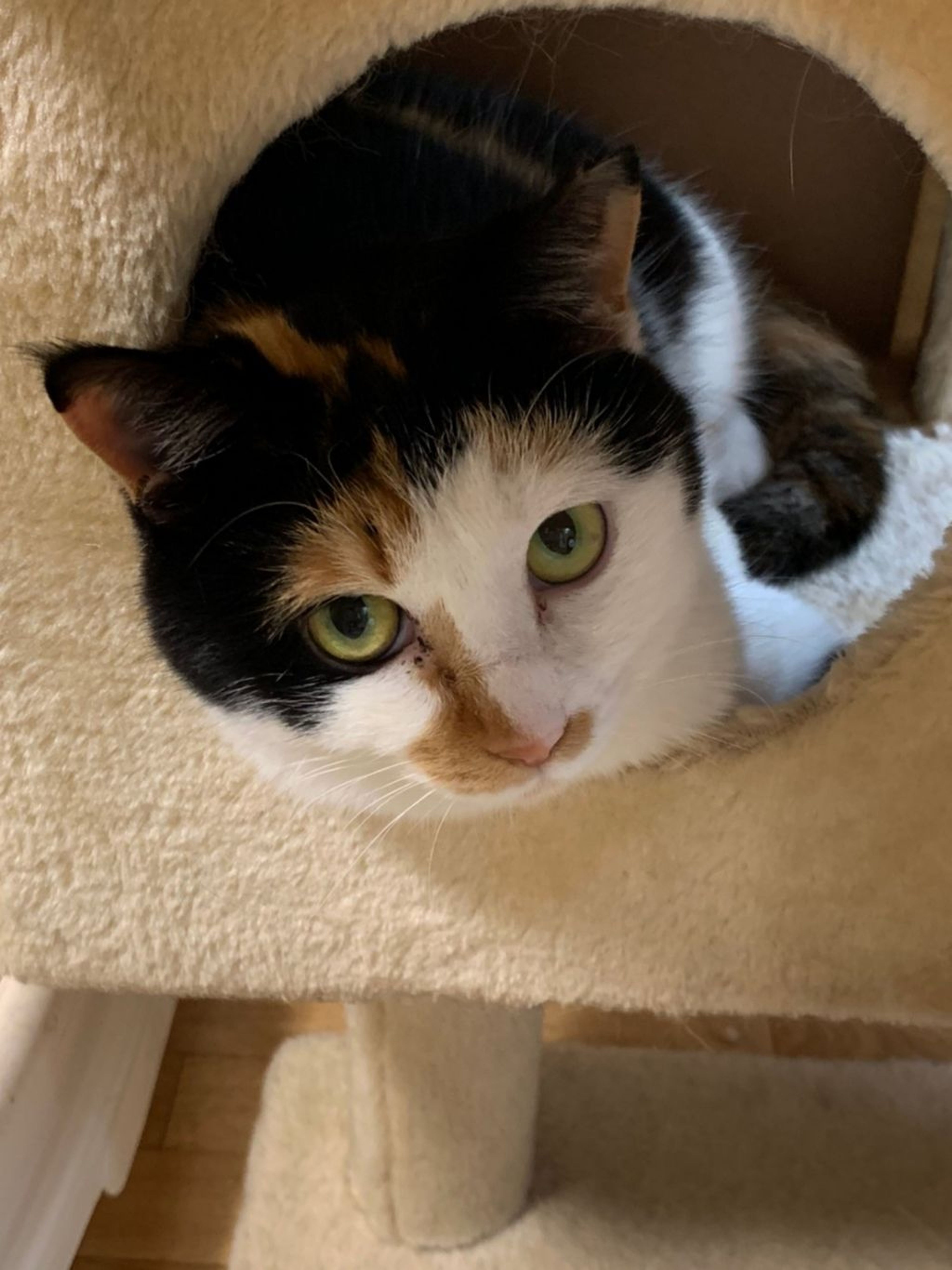pet-image-8