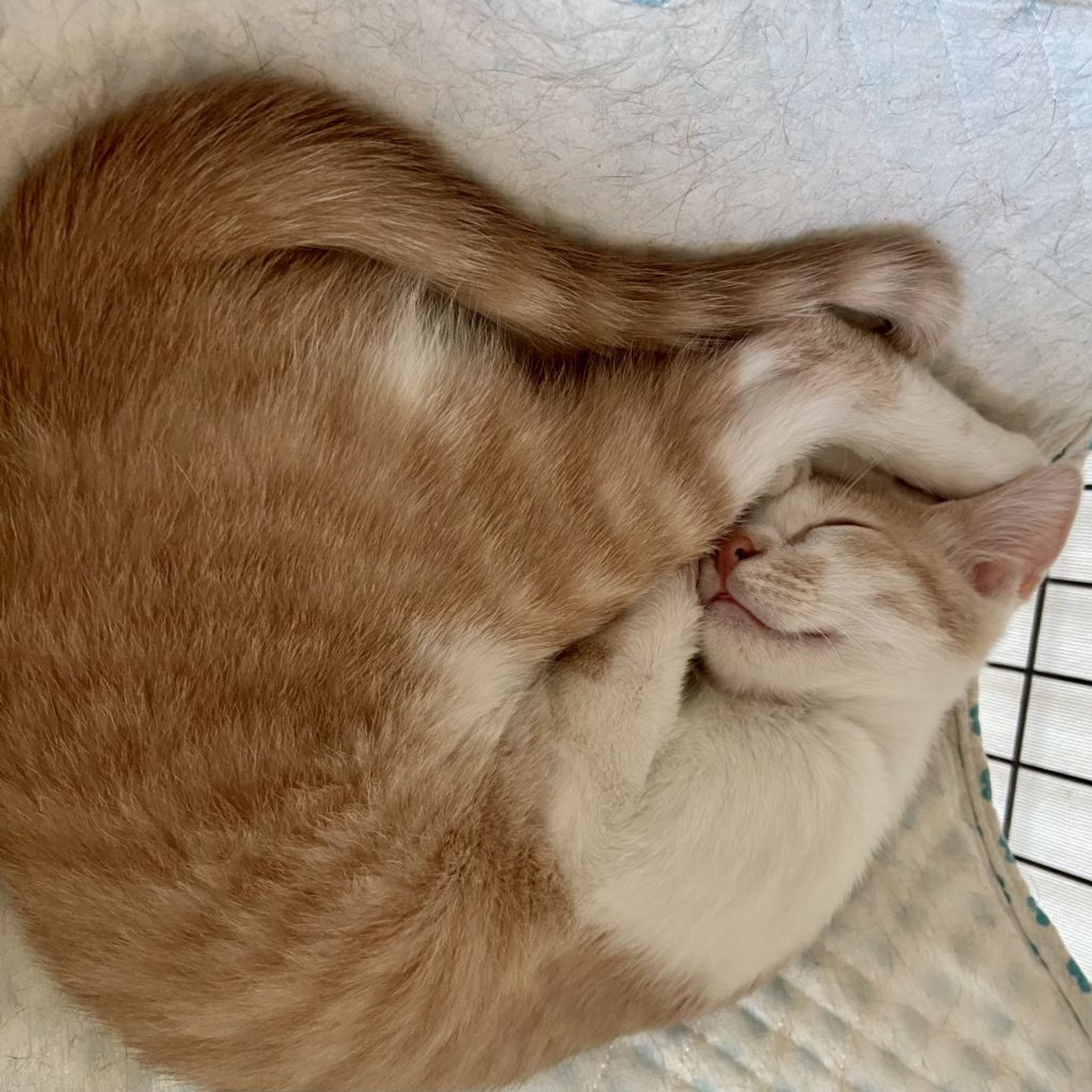 雑種（ミックス猫）・メスの里親募集の写真