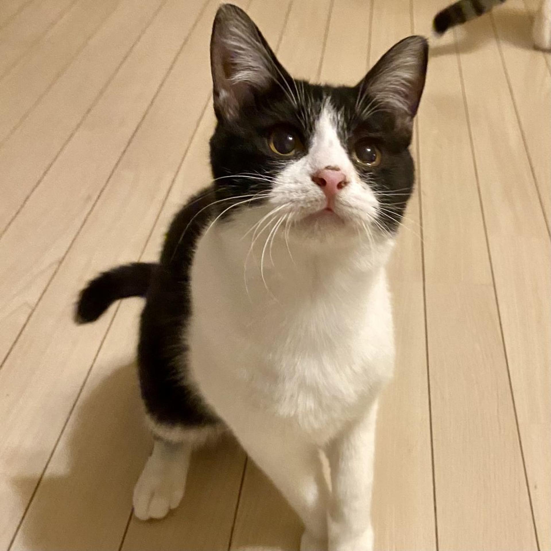pet-image-6