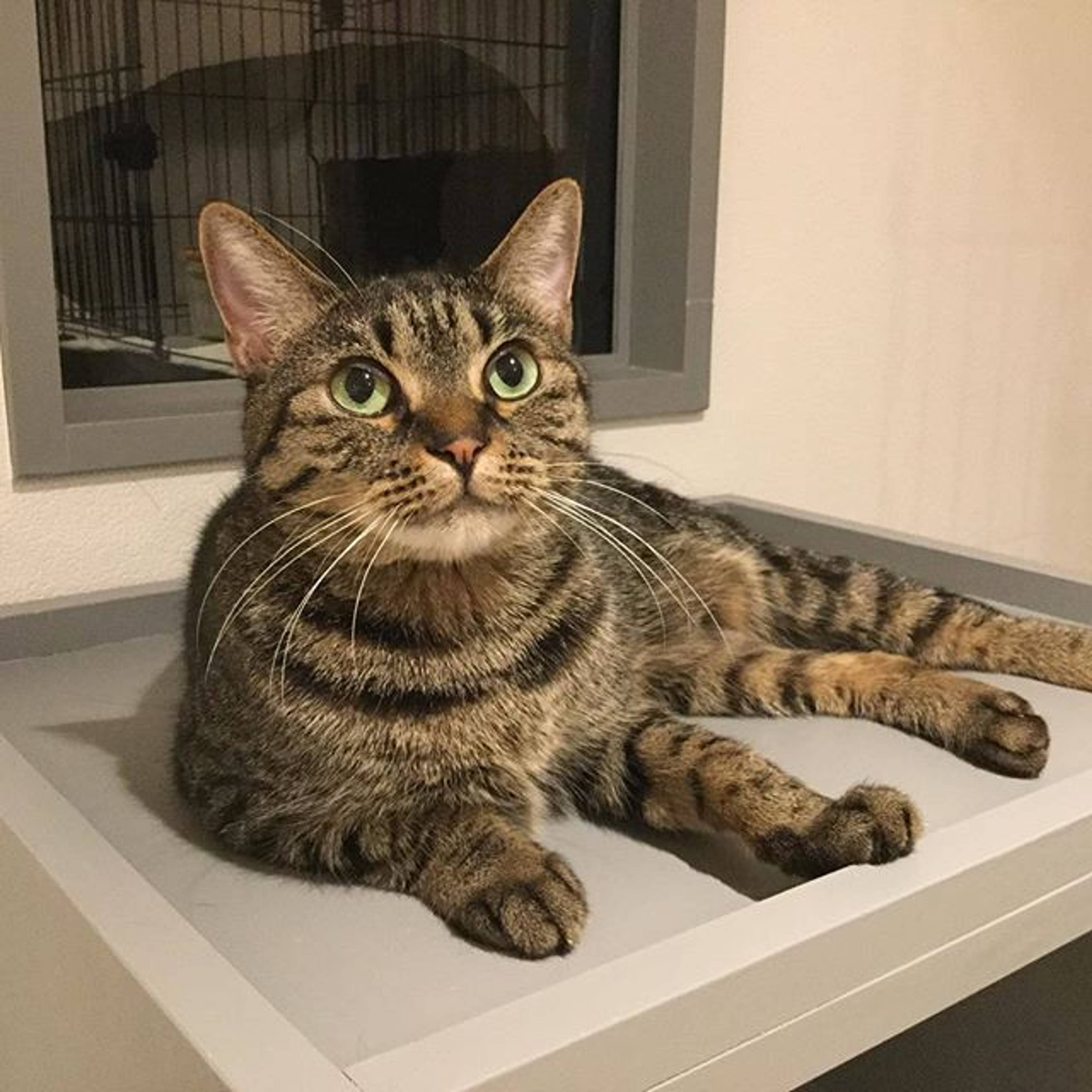 雑種（ミックス猫）・メスの里親募集の写真
