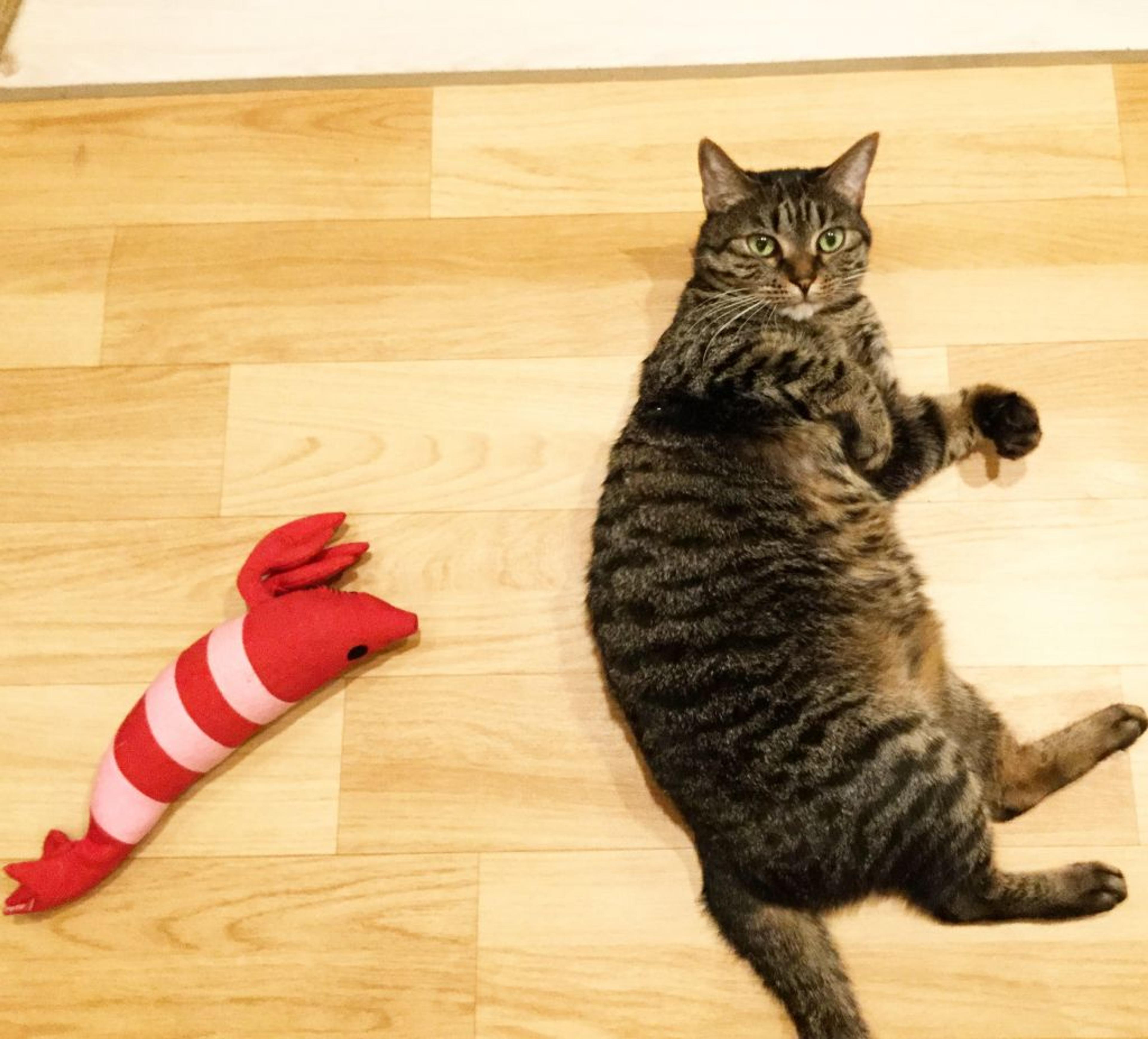 pet-image-3