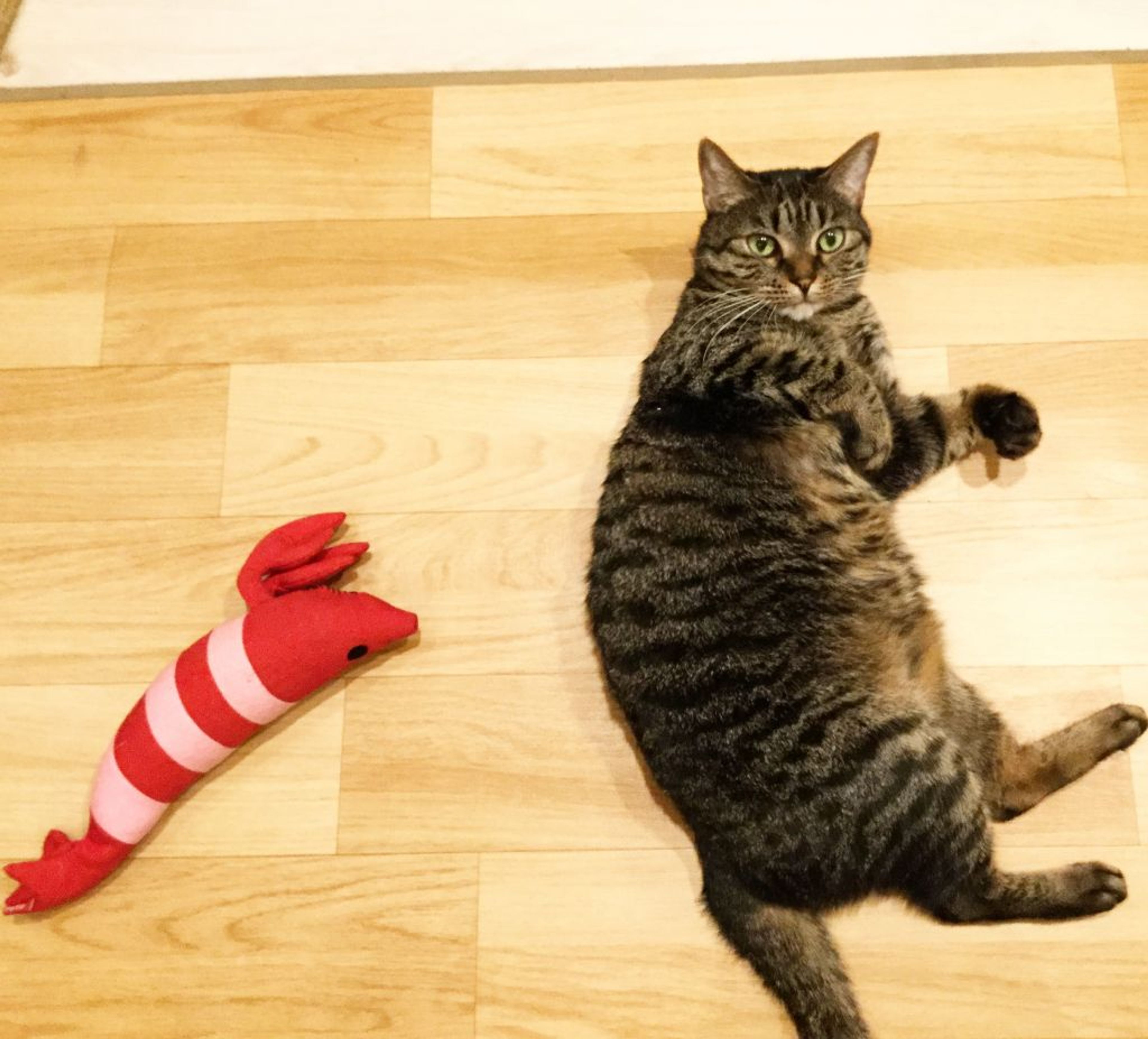 pet-image-3