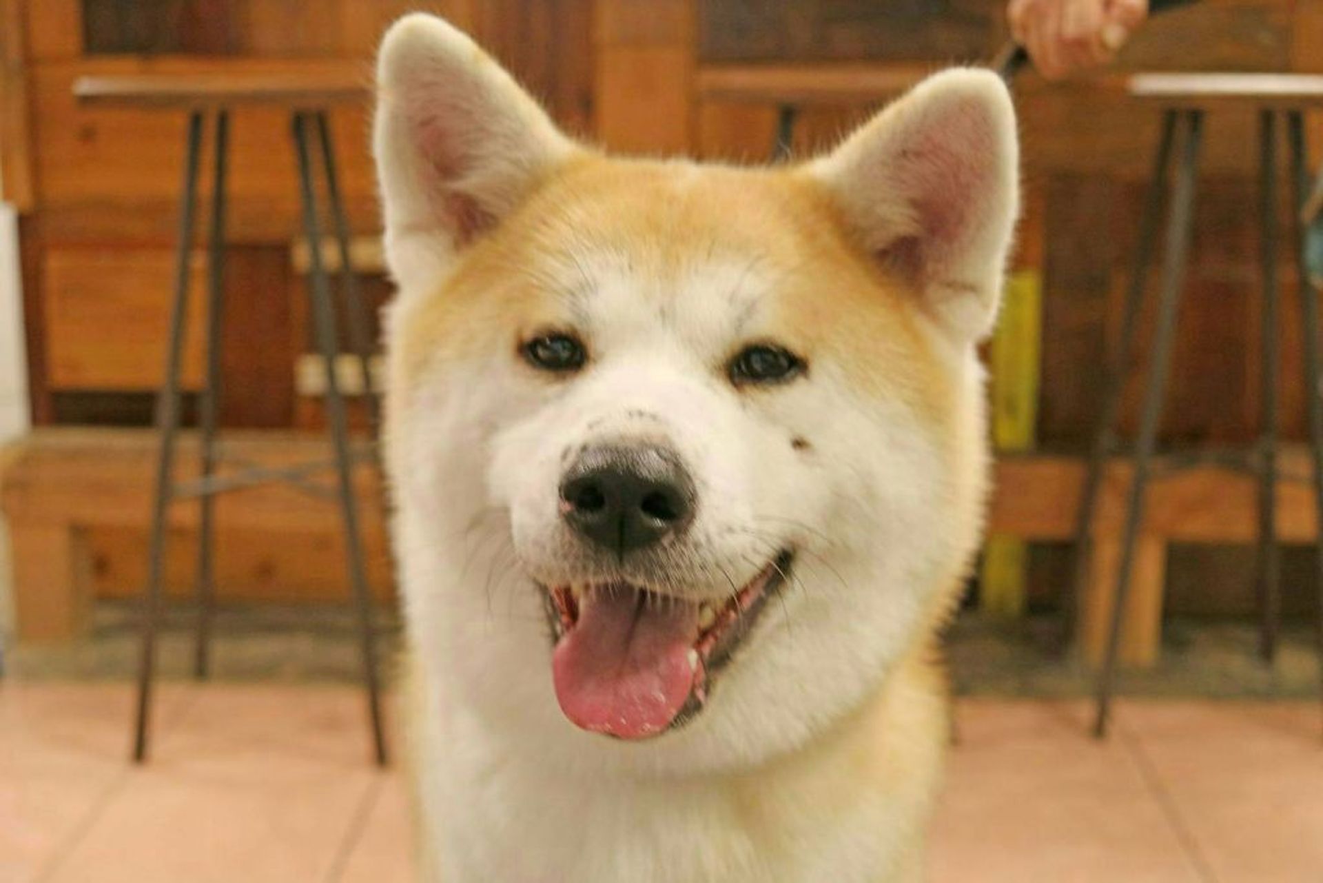 秋田犬・メスの里親募集の写真
